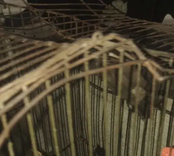 قناری محلی دستی اشتی نر برای عکس چت بدین|پرنده|بندرعباس, |دیوار