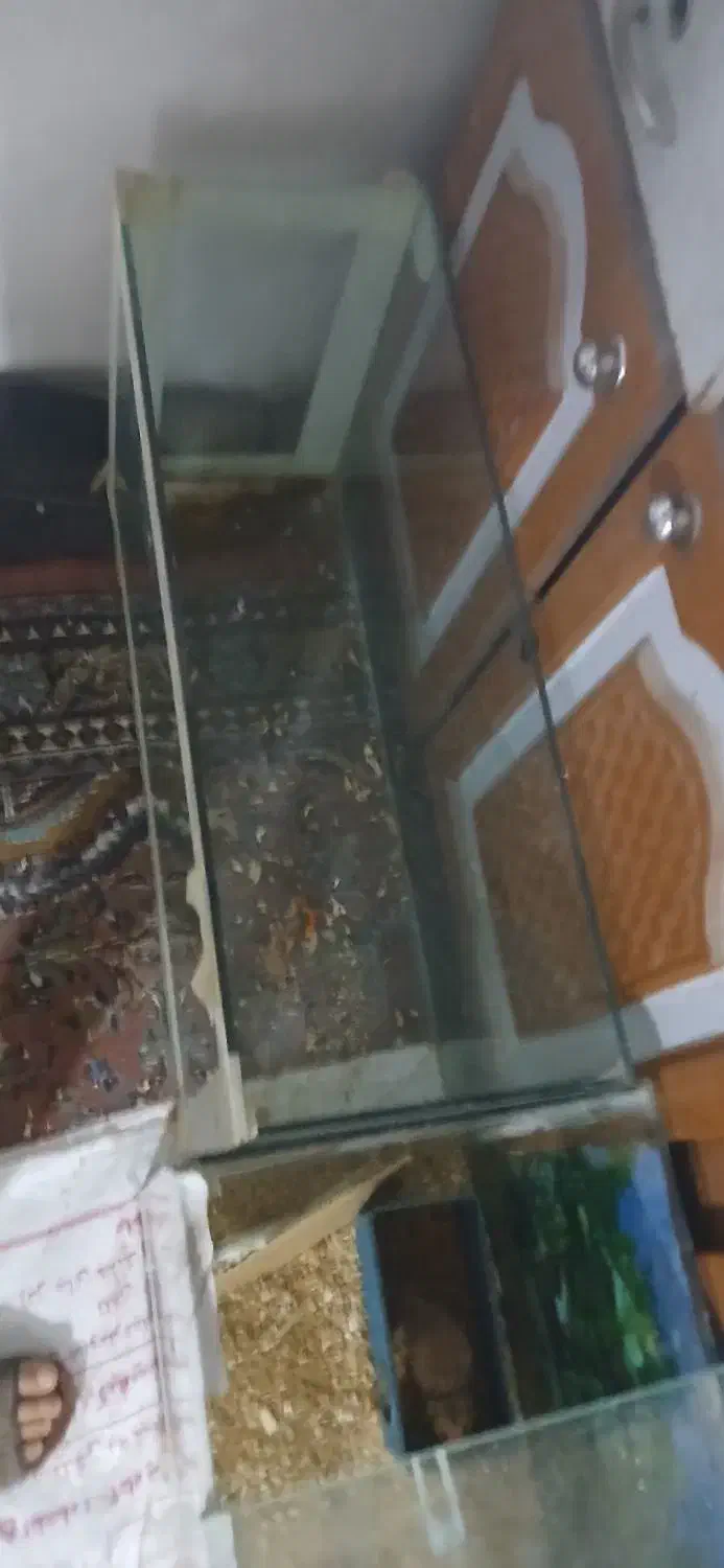 همستر با دو عدد آکواریوم|موش و خرگوش|زاهدان, |دیوار