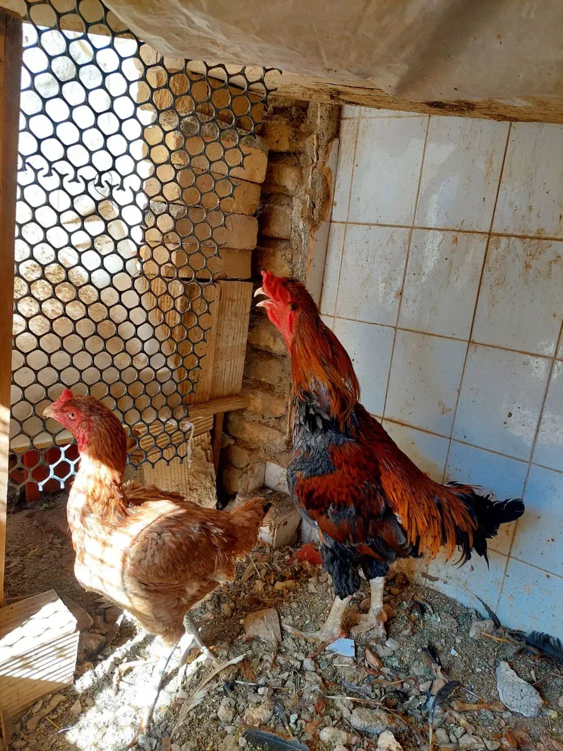 مرغ و خروس لاری|حیوانات مزرعه|قرچک, داوود آباد|دیوار