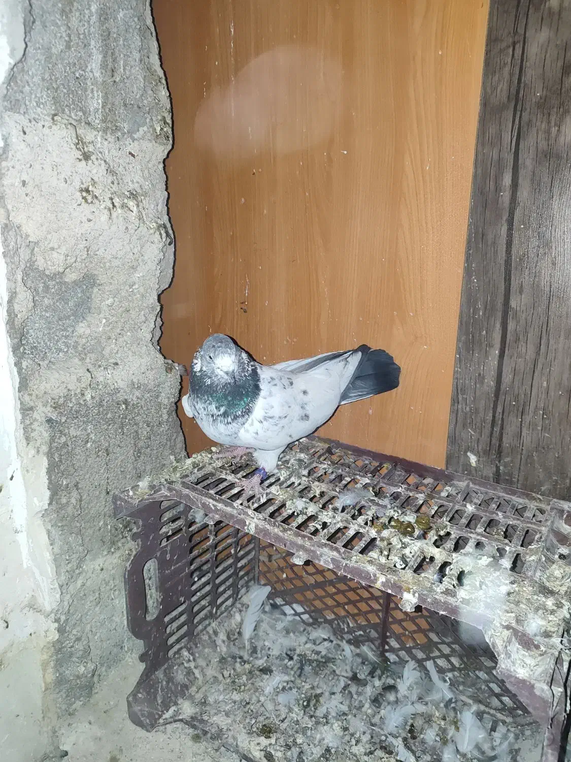 کبوتر|پرنده|چمران, |دیوار