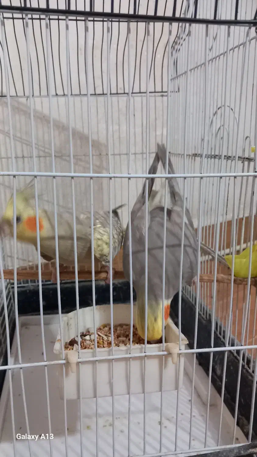 طوطی عروس جفت آماده تخم گذاری|پرنده|فومن, |دیوار