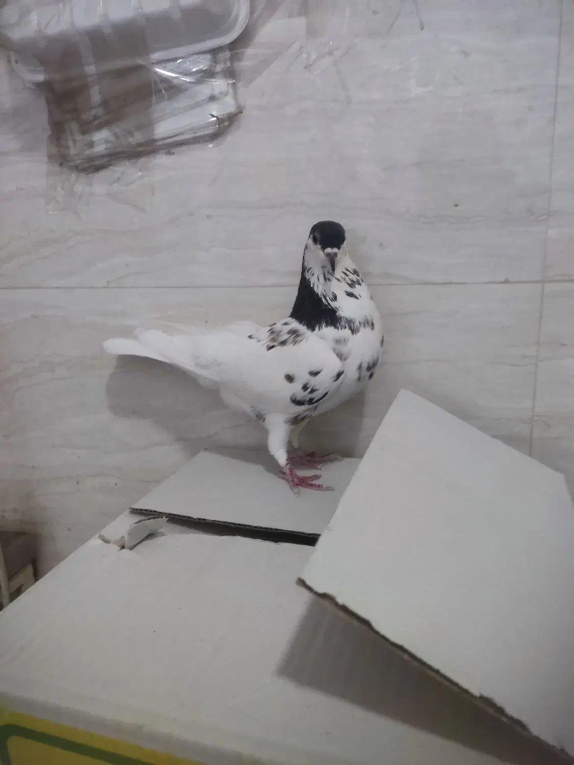 رنگی|پرنده|شیراز, شهرک مدرس|دیوار