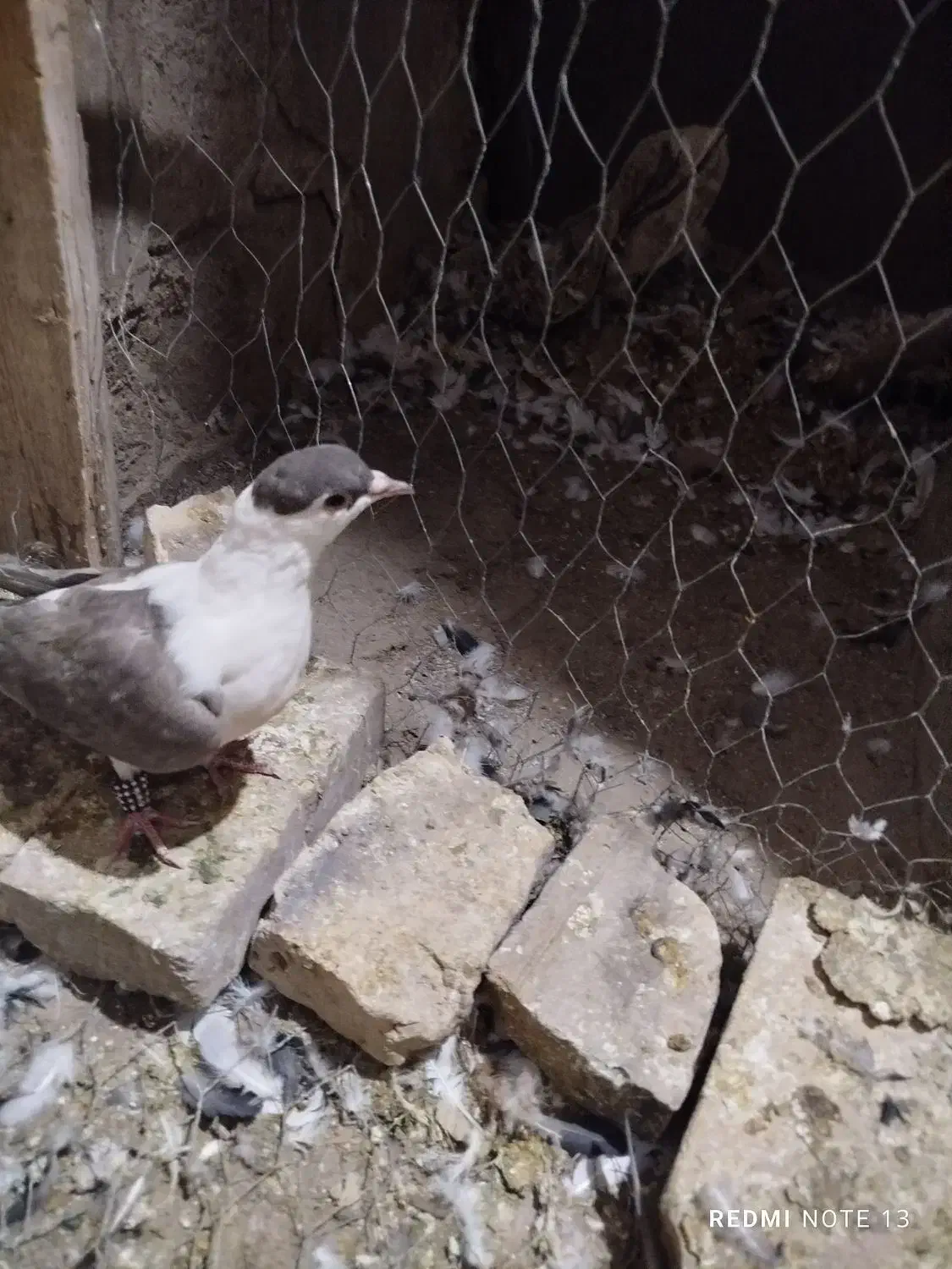 طوقی|پرنده|یزد, |دیوار