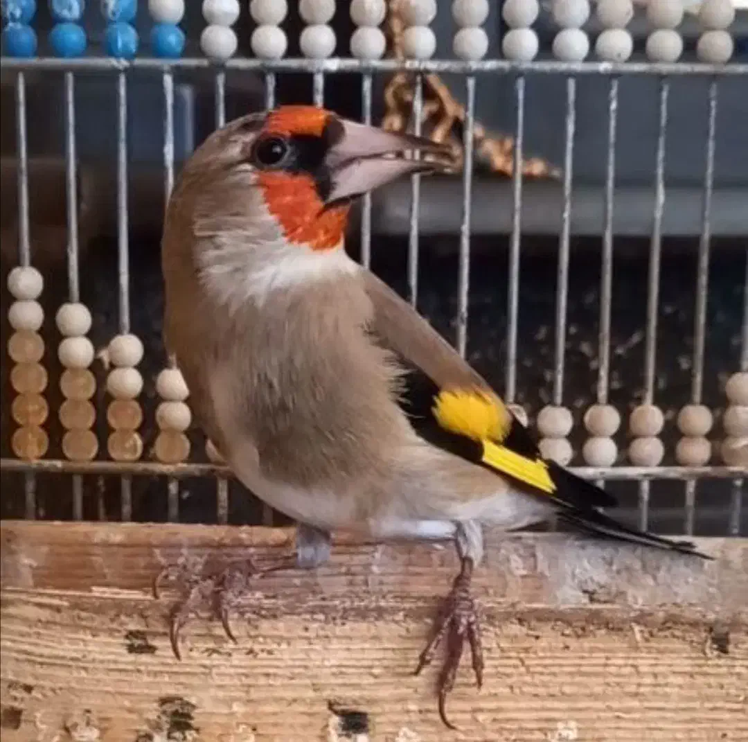 سهره کرمانی گلچین|پرنده|شهر بابک, |دیوار