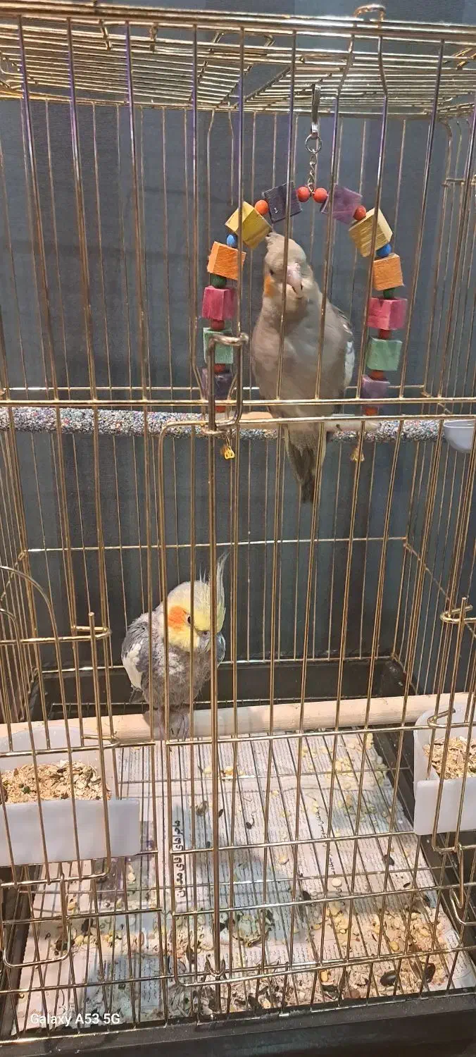 عروس هلندی خاکستری نر سخنگو ، ۲ عدد|پرنده|تهران, سردارجنگل|دیوار