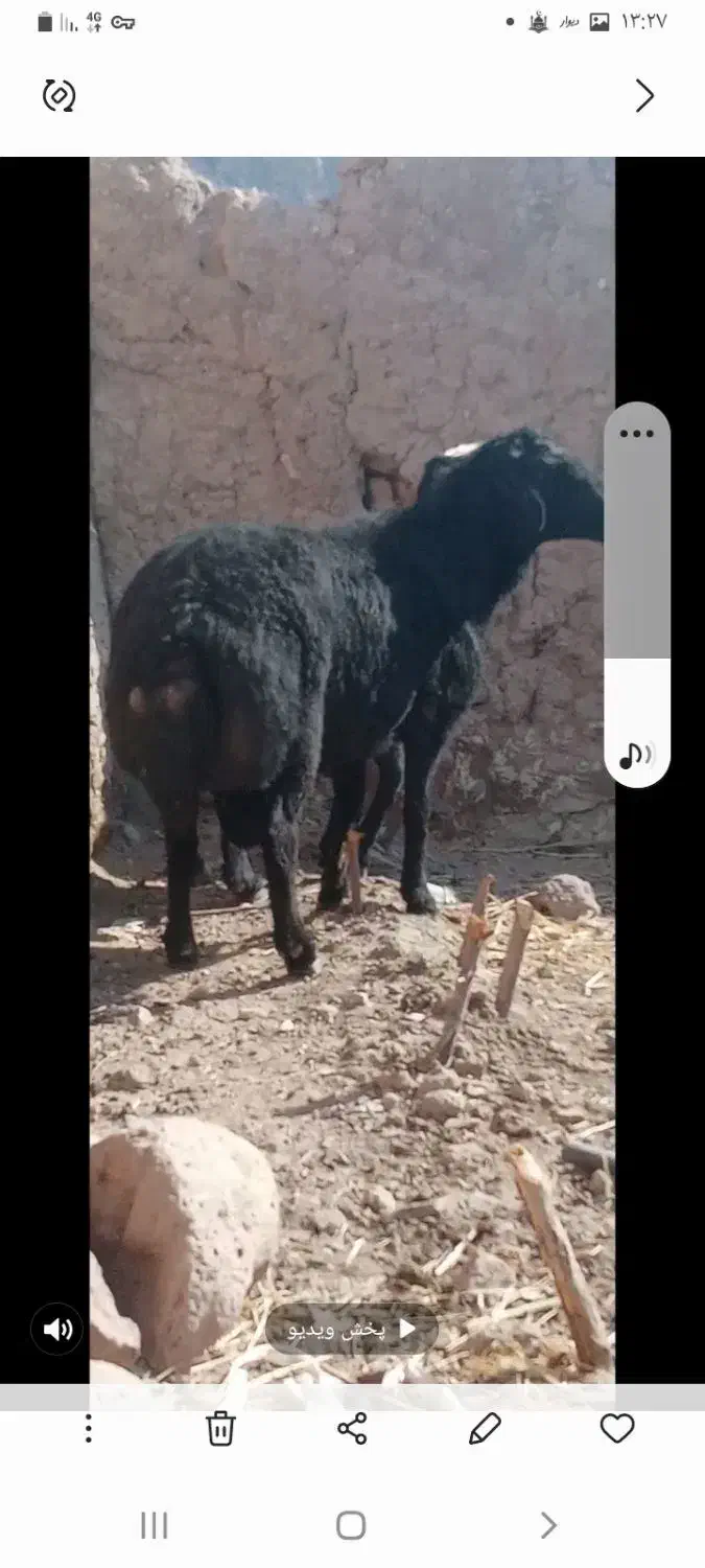 فروش|حیوانات مزرعه|کندوان, |دیوار