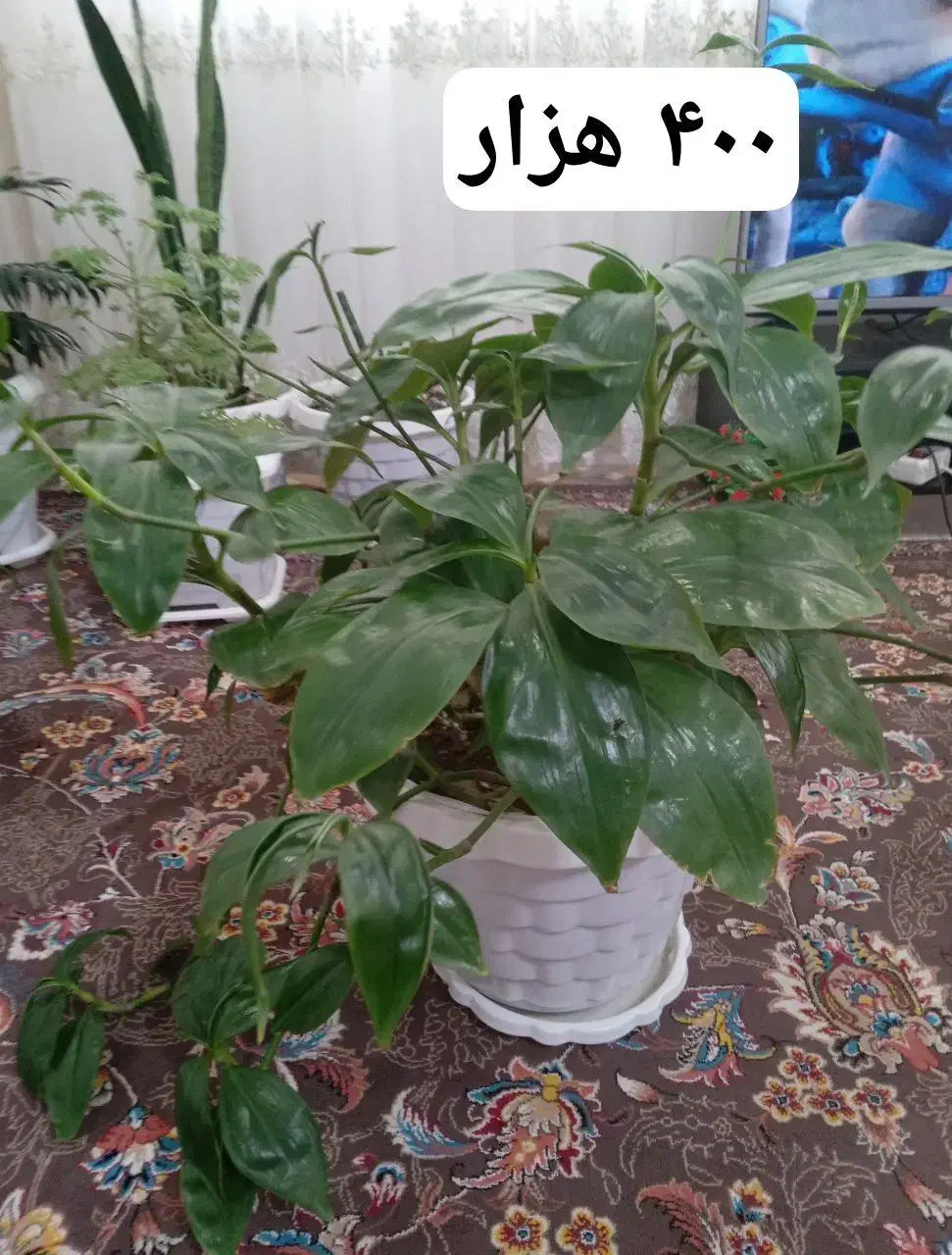 سری گل طبیعی|گل و گیاه طبیعی|بانه, |دیوار