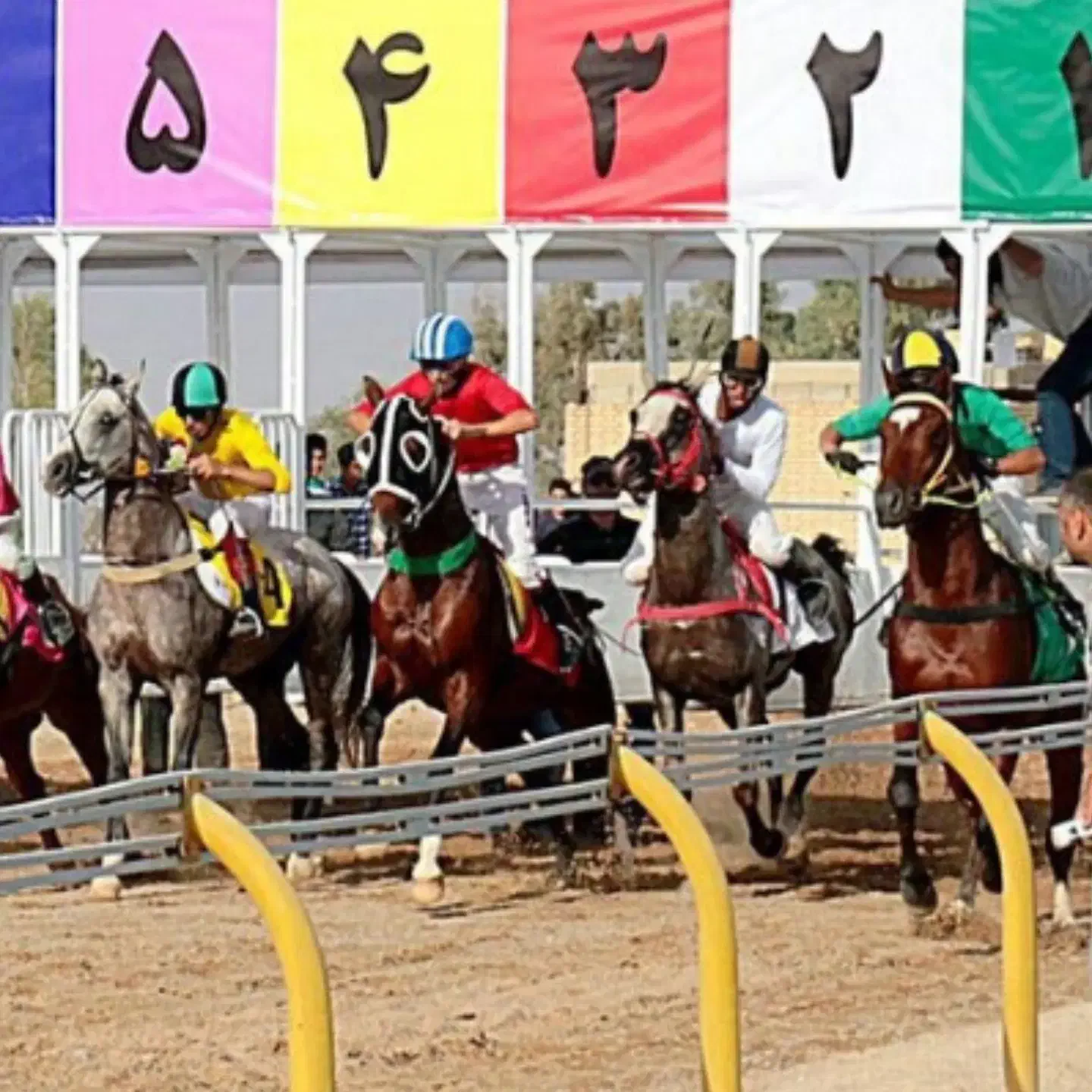 اسب قیمت مناسب همه نژاد|اسب و تجهیزات اسب‌سواری|یزد, |دیوار