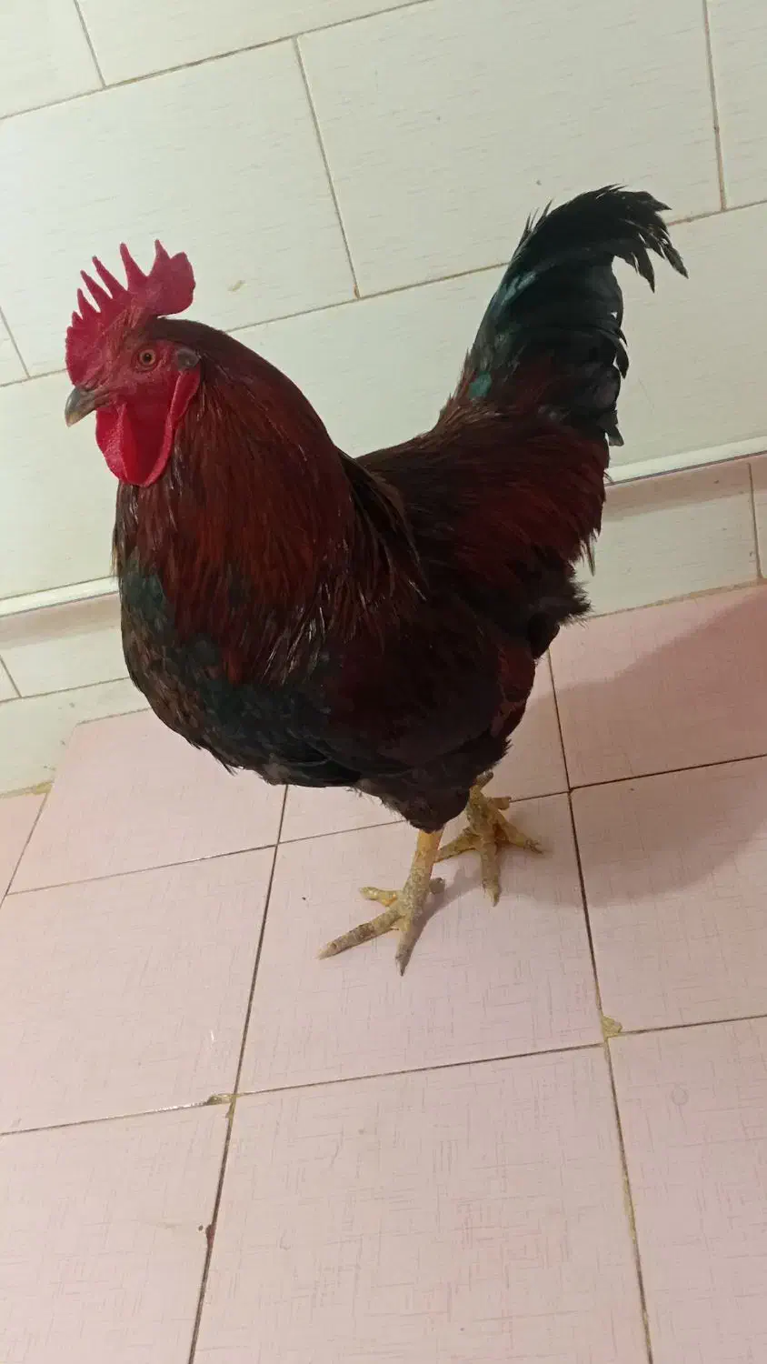 خروس|حیوانات مزرعه|سیلاخور, |دیوار