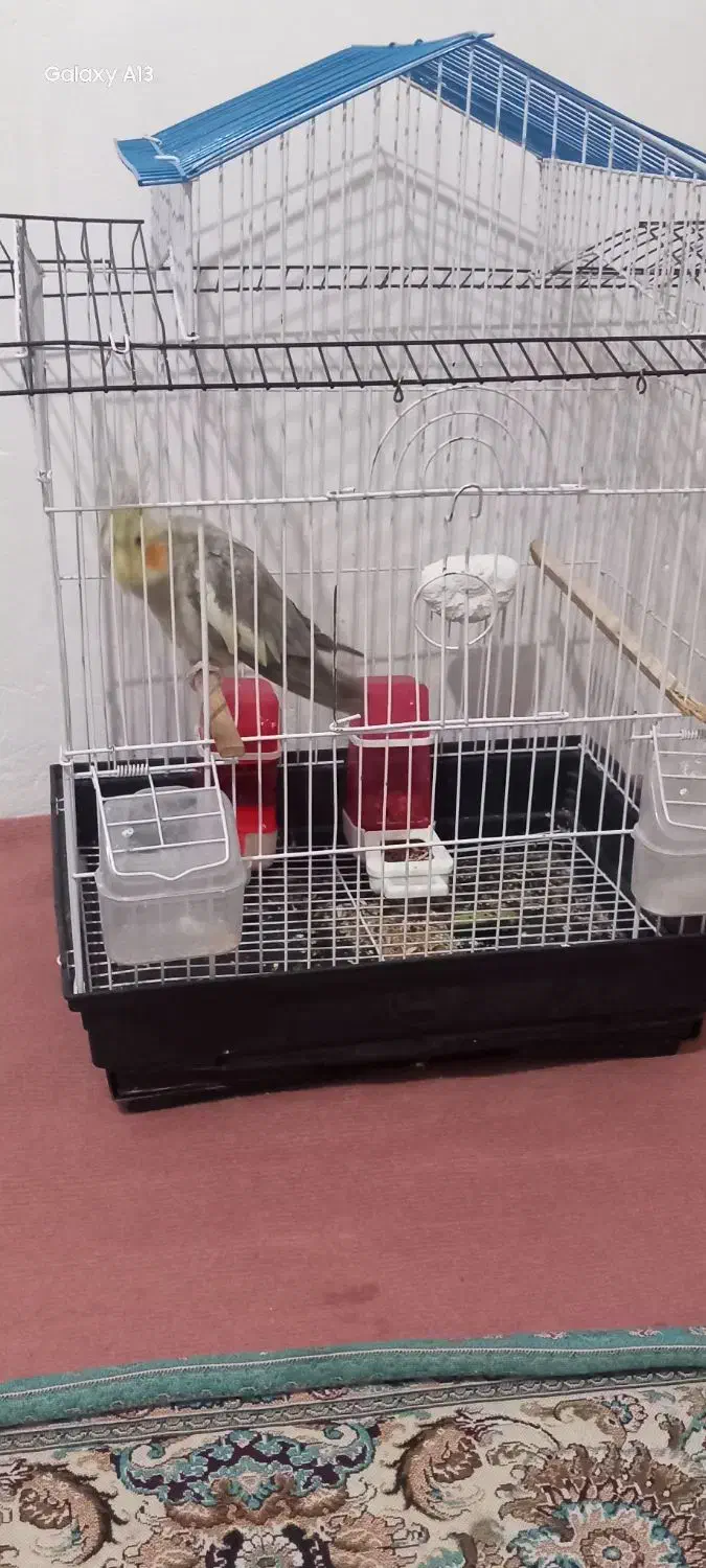 عروس هلندی|پرنده|صفادشت, |دیوار