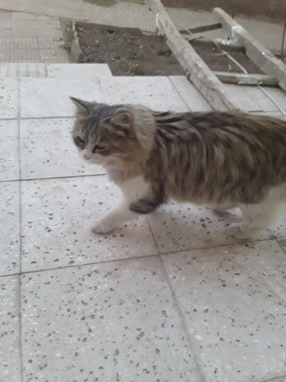 گربه خانگی|گربه|سبزوار, امام خمینی (ناوی)|دیوار