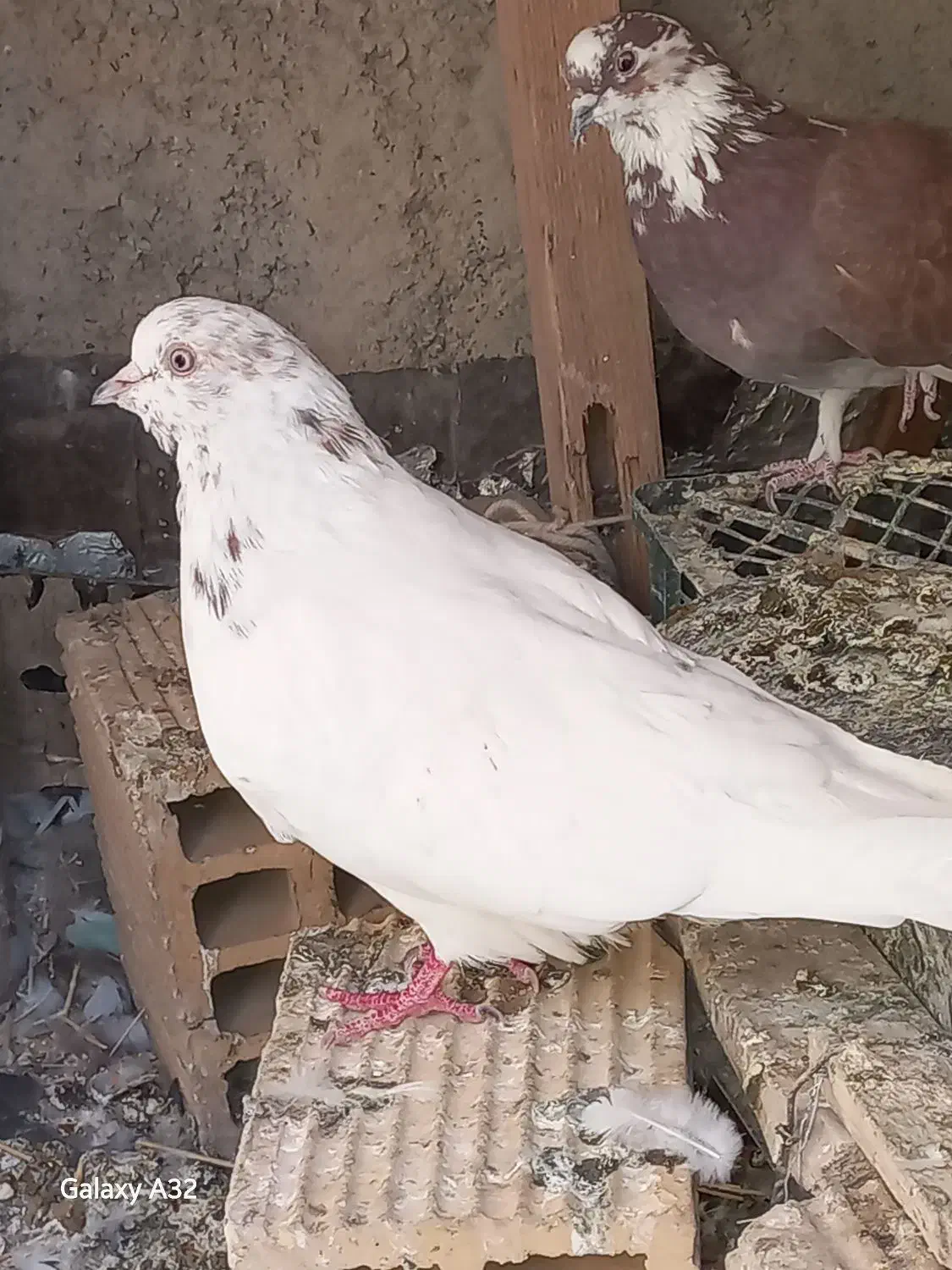 دوکبوتر یکی ماده ویکی نر هردوتا سالم واکسن زده|پرنده|ازنا, |دیوار