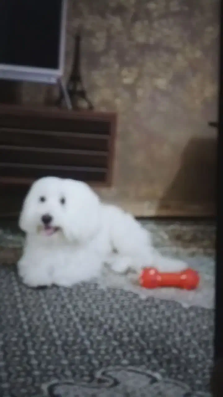 سگ تربیت شده|سگ|بروجرد, |دیوار