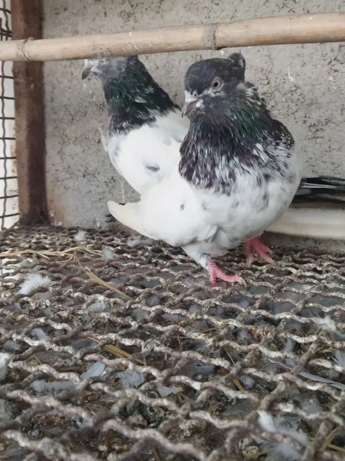 کبوتر کله دم سبز|پرنده|قائم‌شهر, |دیوار