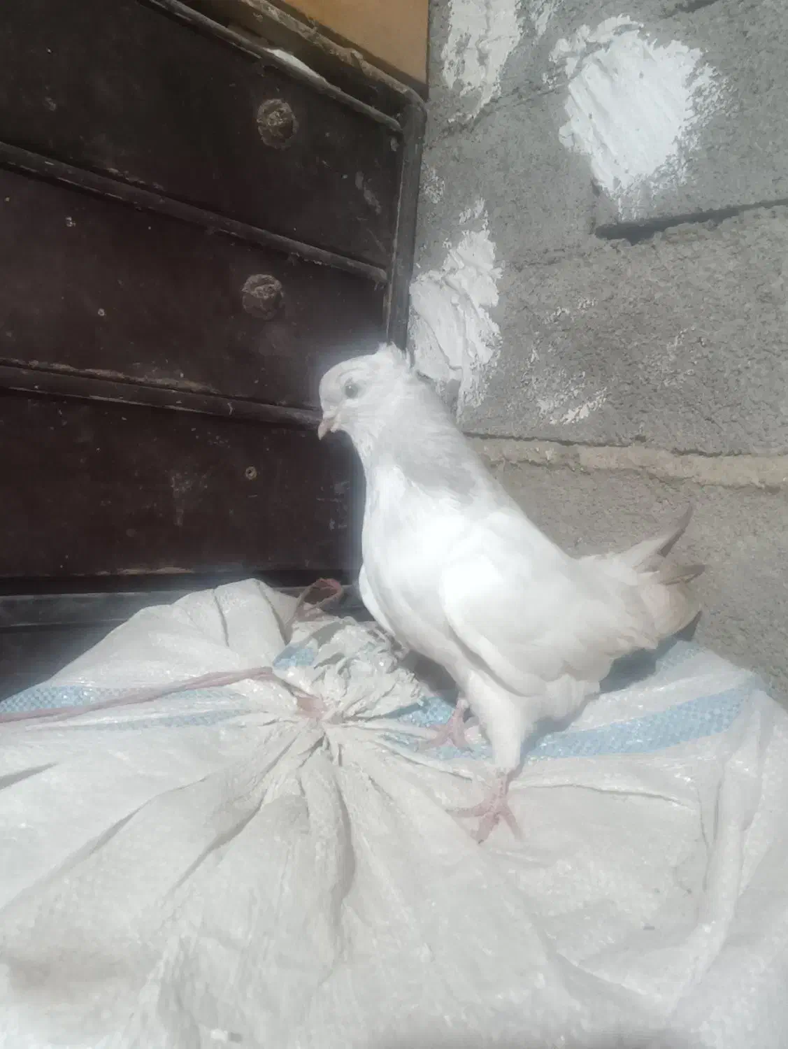 کبوتر  طوس|پرنده|شیرگاه, |دیوار