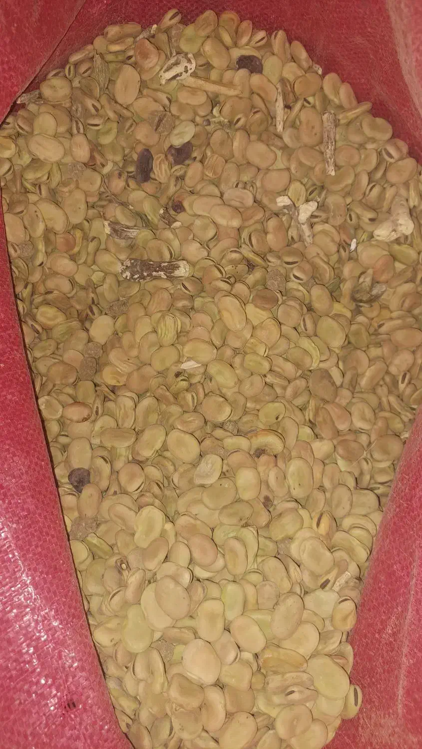 باقلا امسال تقریبا ۵۰۰ کیلو|عمدهفروشی|کوهدشت, |دیوار