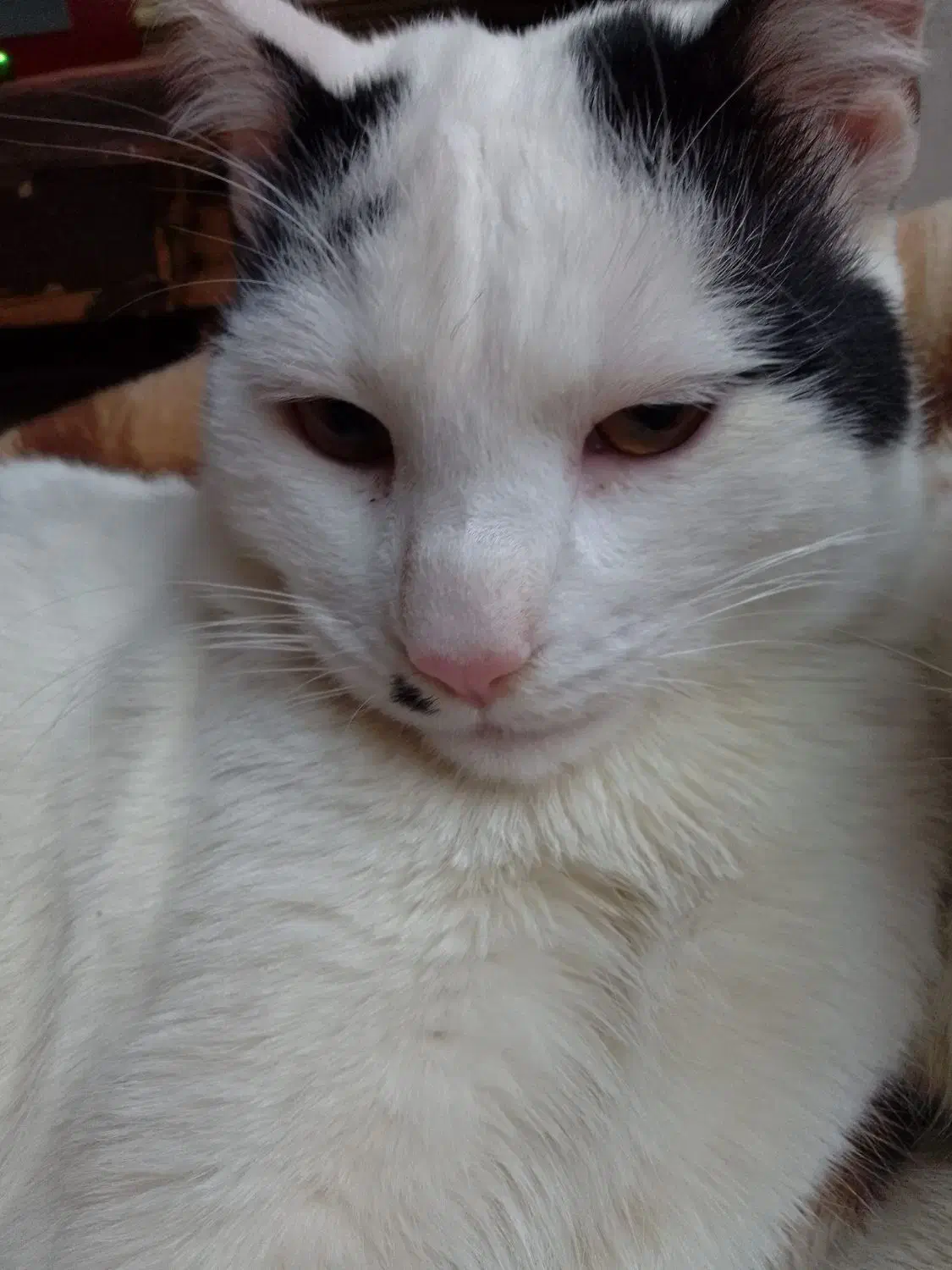 گمشده|حیوانات|پردیس, فاز ۲|دیوار