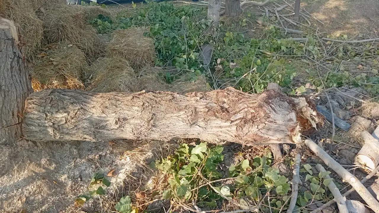 خریدانواع چوب باغی وارس باغ بابالاترین قیمت|خدمات باغبانی و درختکاری|گنبد کاووس, |دیوار