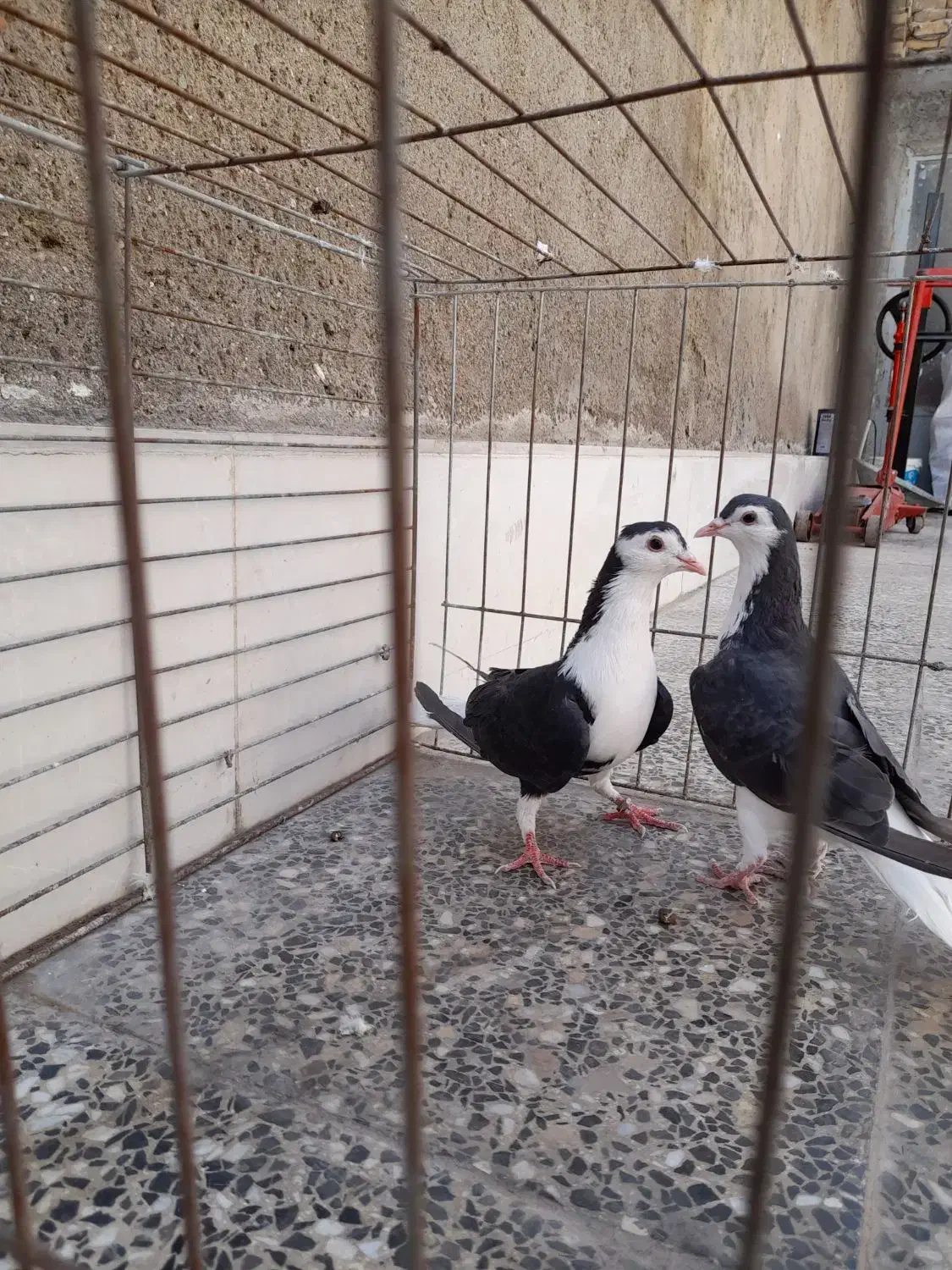 طاقی|پرنده|آران و بیدگل, |دیوار