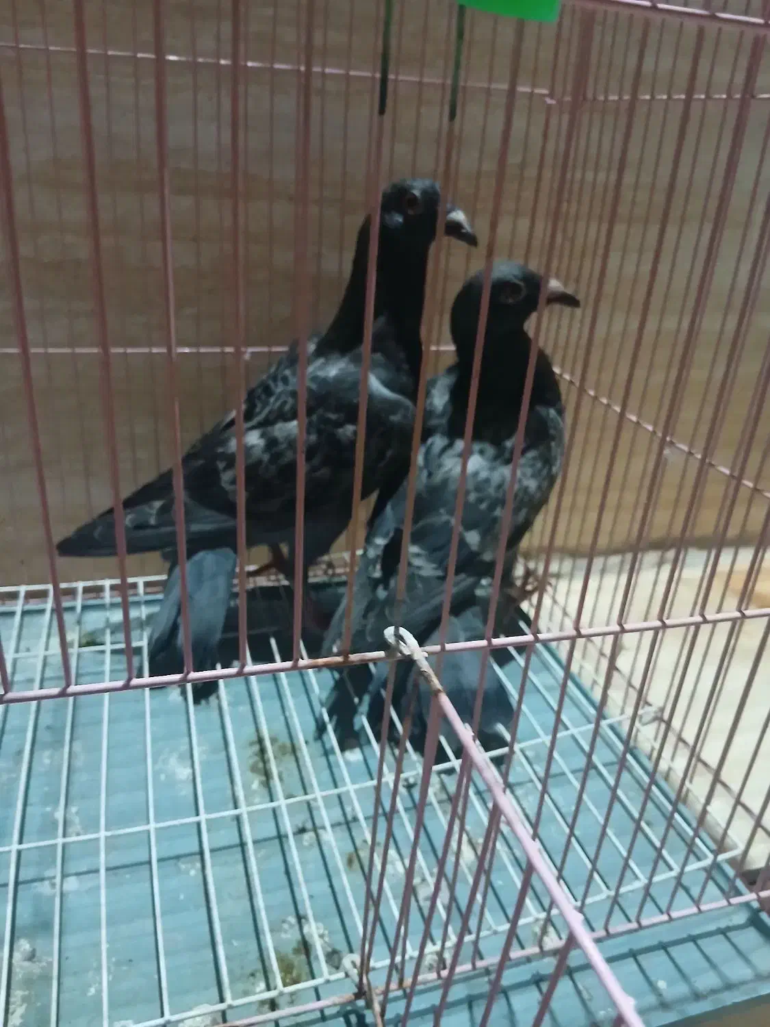 کبوتر پلاکی|پرنده|هندمینی, |دیوار