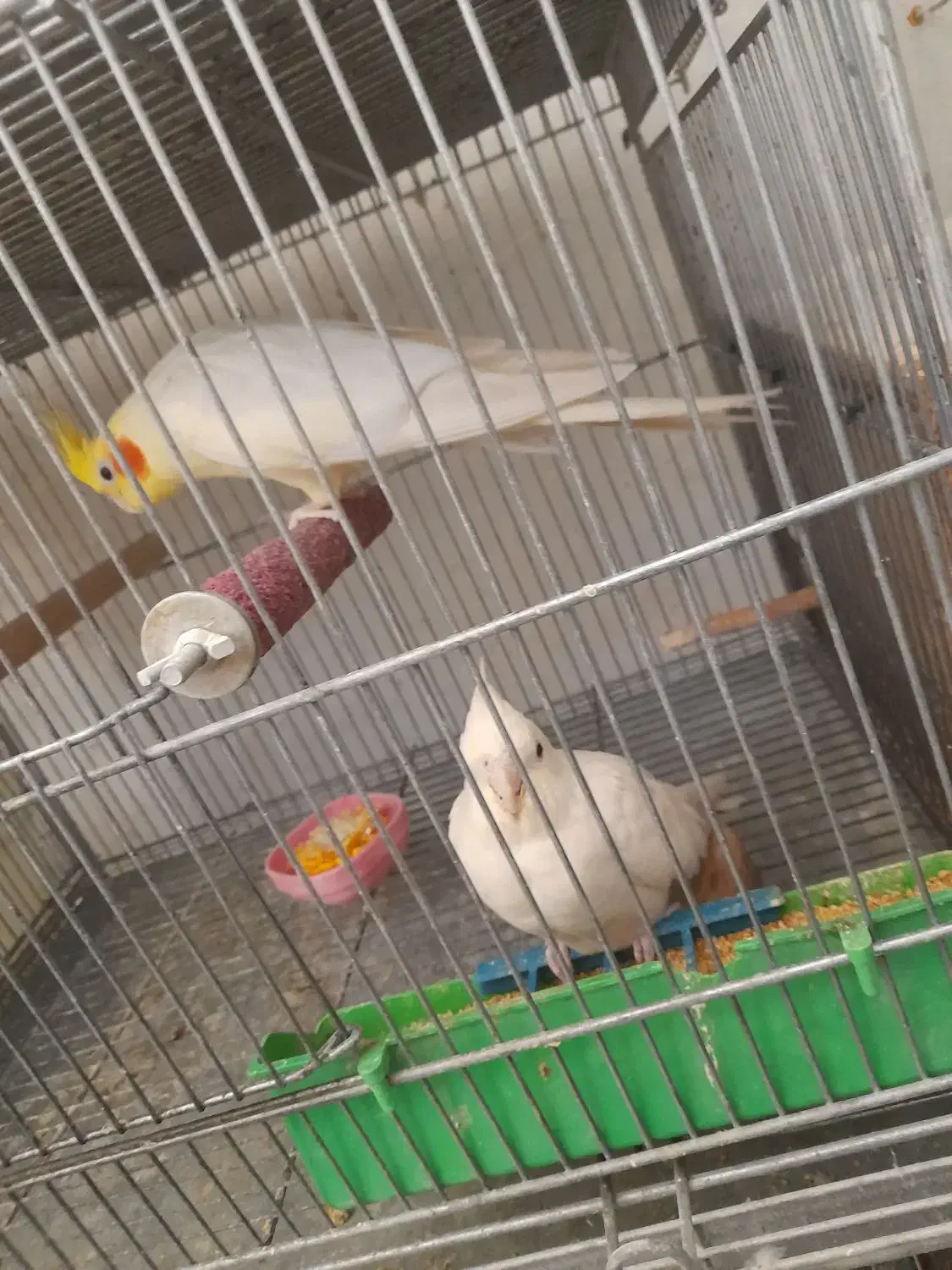 قفس دست ساز و عروس هلندی فر و شی|لوازم جانبی حیوانات|رباطکریم, شهرک والفجر|دیوار