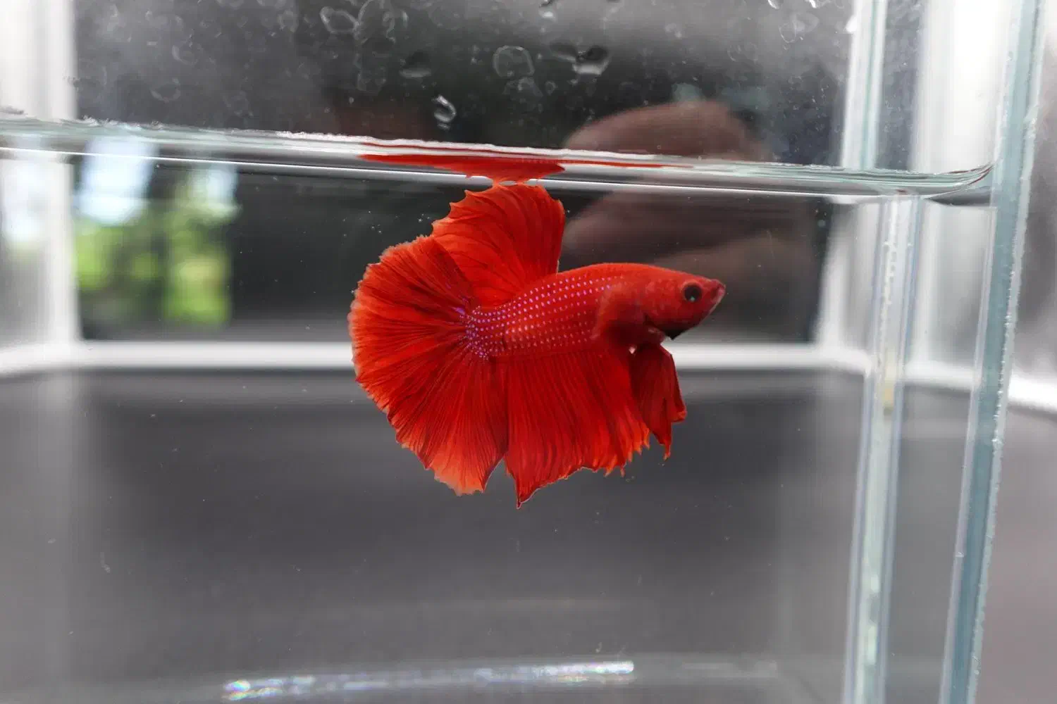 فایتر هافمون خیلی درشت|ماهی|اسلام‌شهر, شهرک مفیدی|دیوار