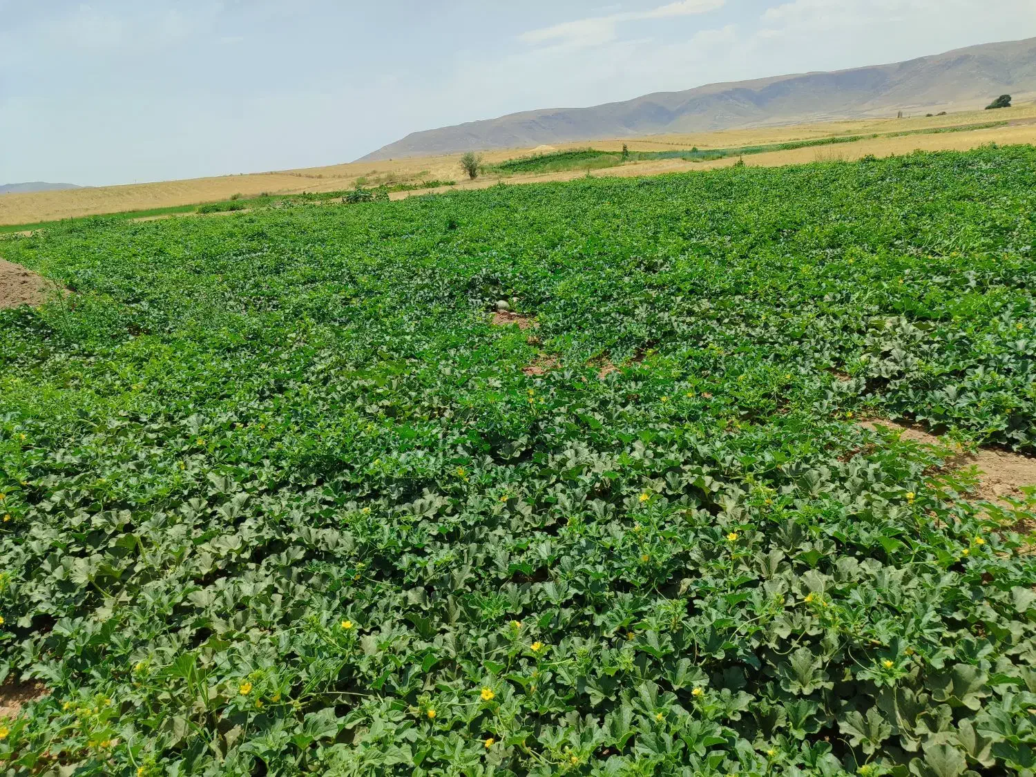 هندوانه|خوردنی و آشامیدنی|افشار, |دیوار