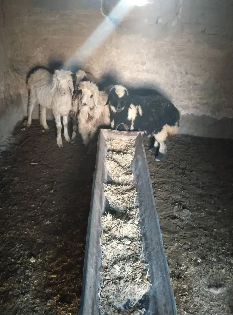 بره نژاددار ماده قیمت مناسب بردسیر|حیوانات مزرعه|کرمان, |دیوار