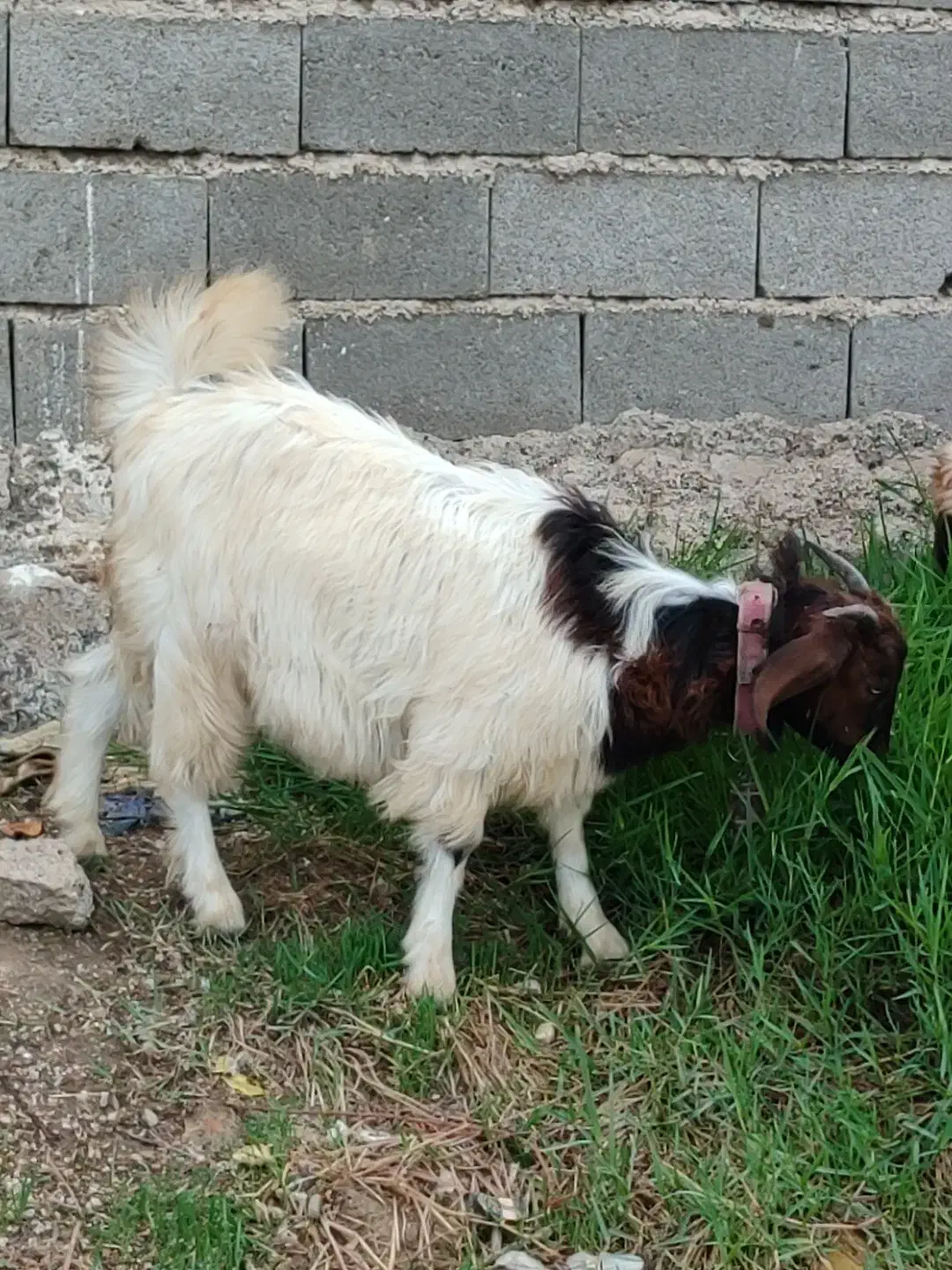 بزغاله ماده|حیوانات مزرعه|ینقاق, |دیوار