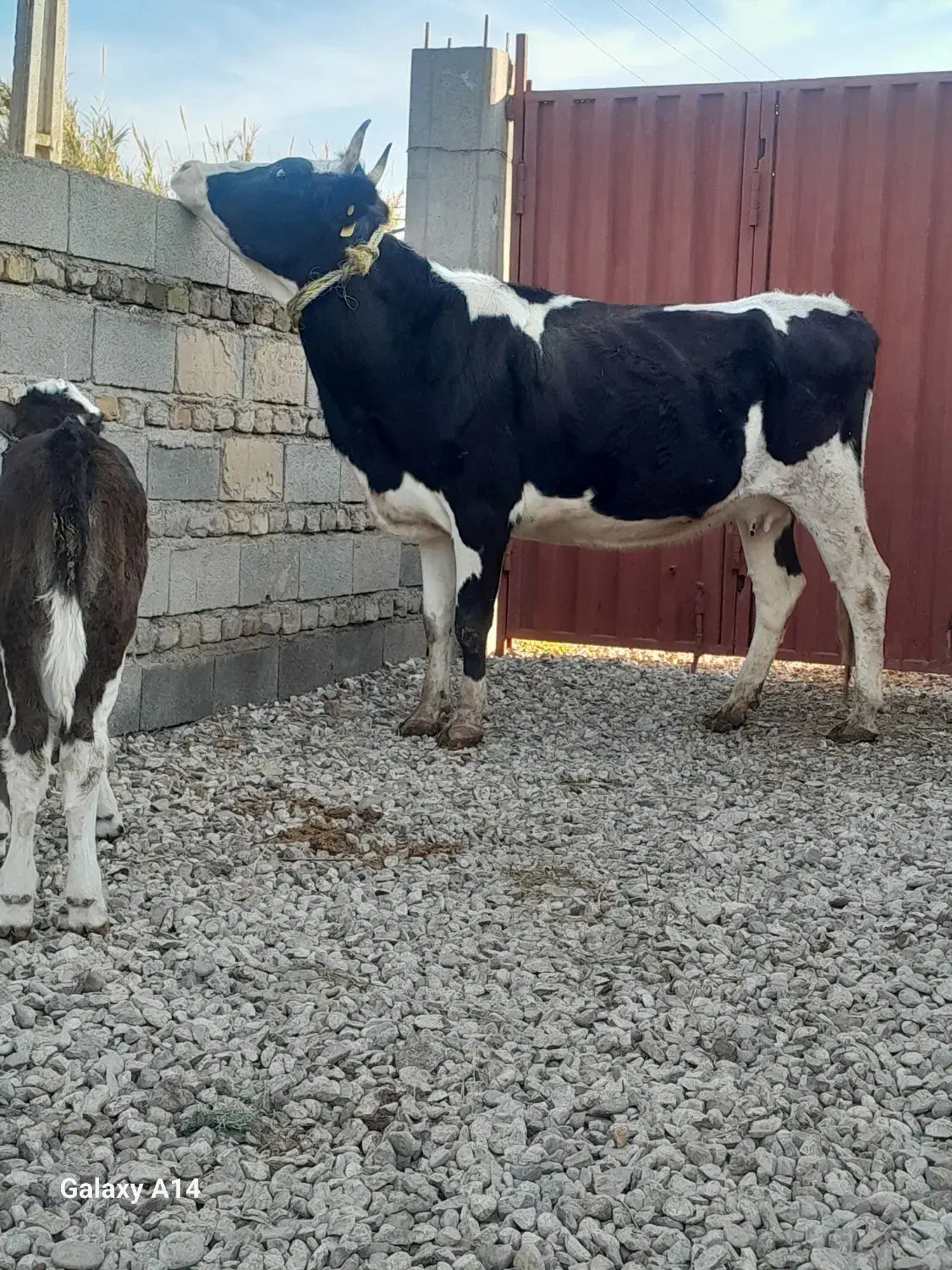 گاو گوساله دار|حیوانات مزرعه|گنبد کاووس, |دیوار