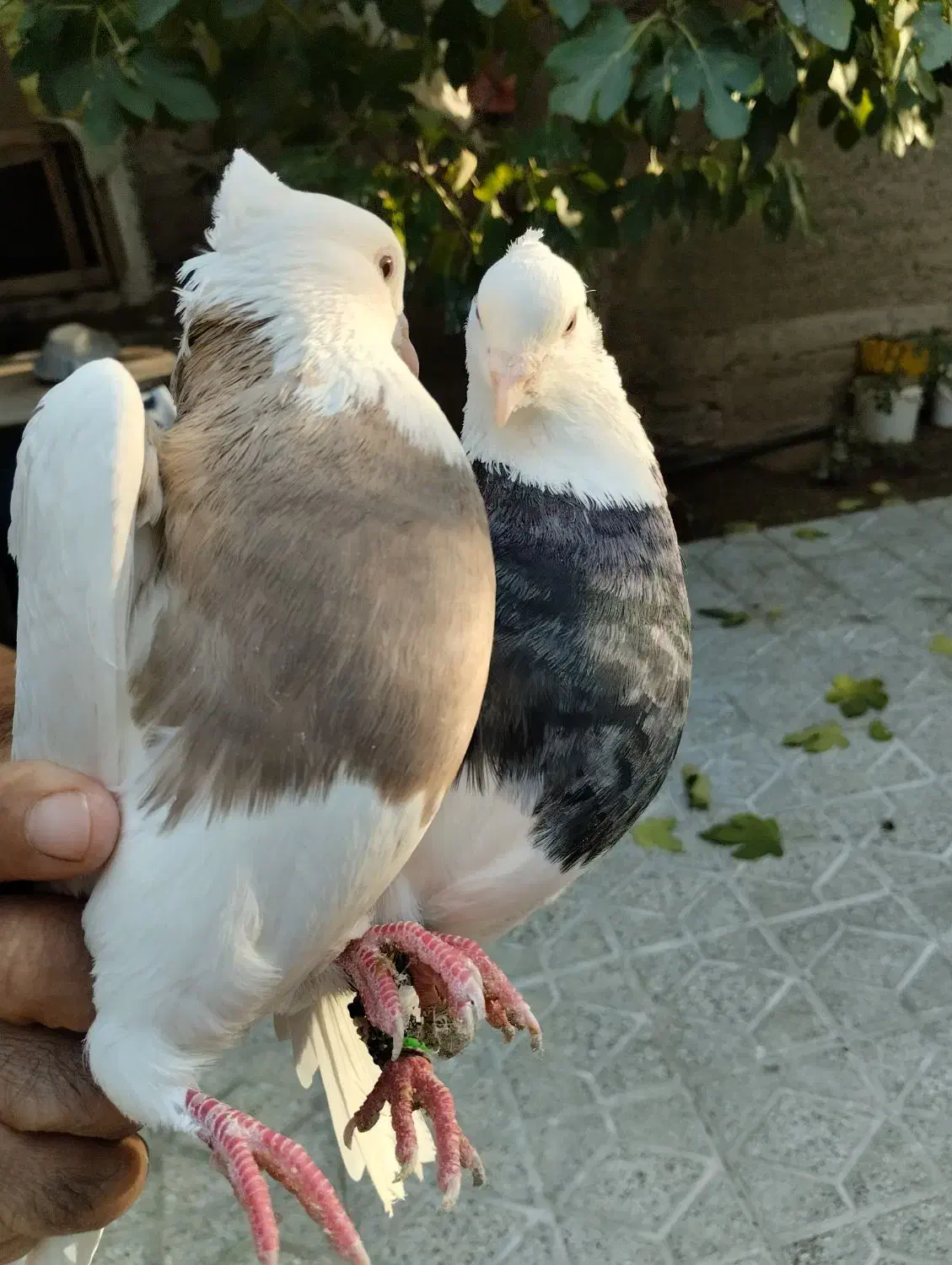 کبوتر طوقی|پرنده|شیروان (لرستان), |دیوار