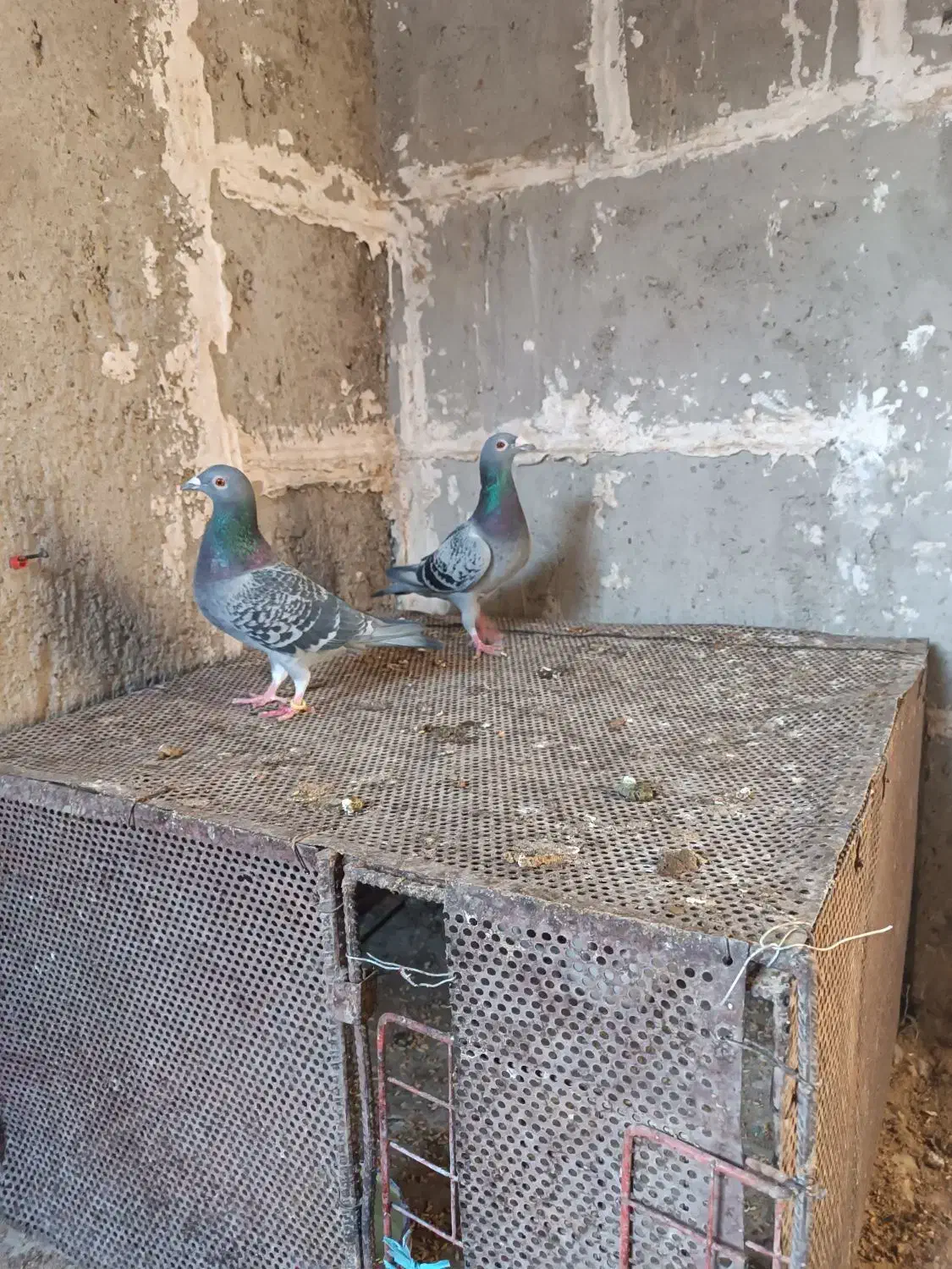 کبوتر مگس ضمانتی|پرنده|هامون, |دیوار