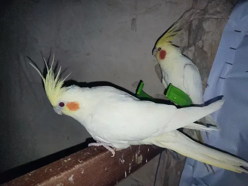 عروس هلندی ،برزیلی|پرنده|خوی, |دیوار