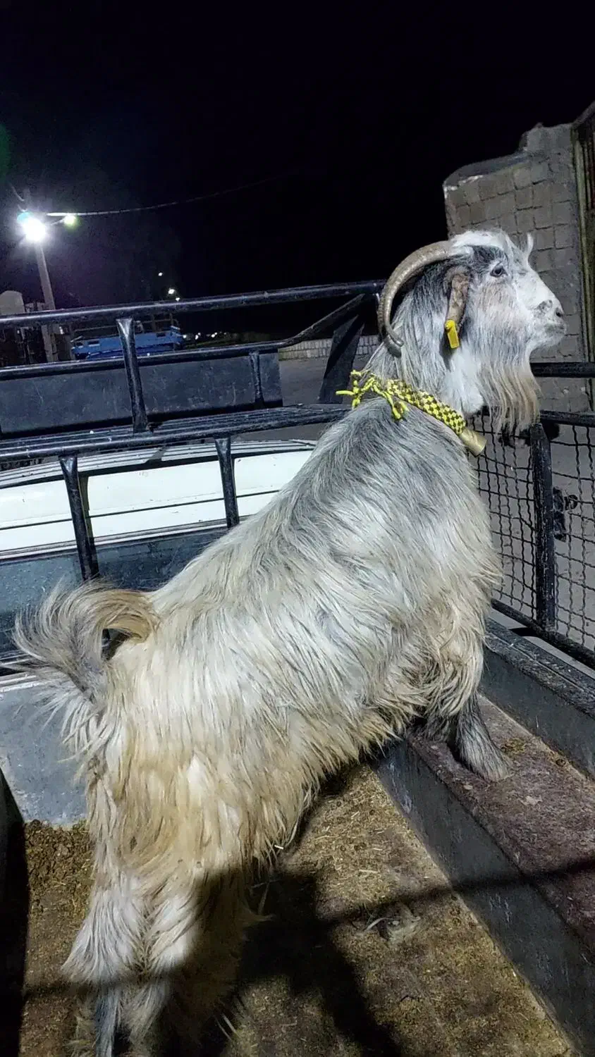 بز آبستن|حیوانات مزرعه|ایذه, |دیوار