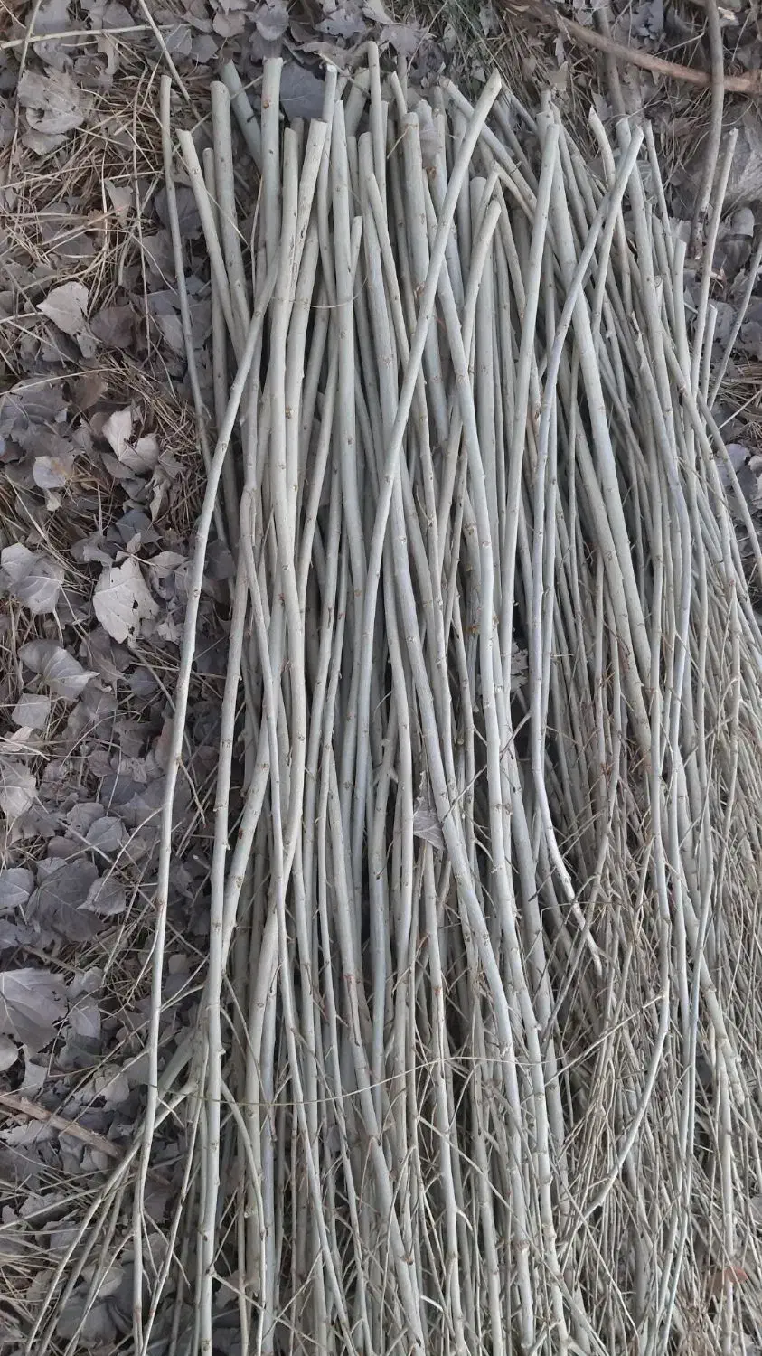 قلمه یا مومه صنوبر|خدمات باغبانی و درختکاری|شاهین دژ, |دیوار