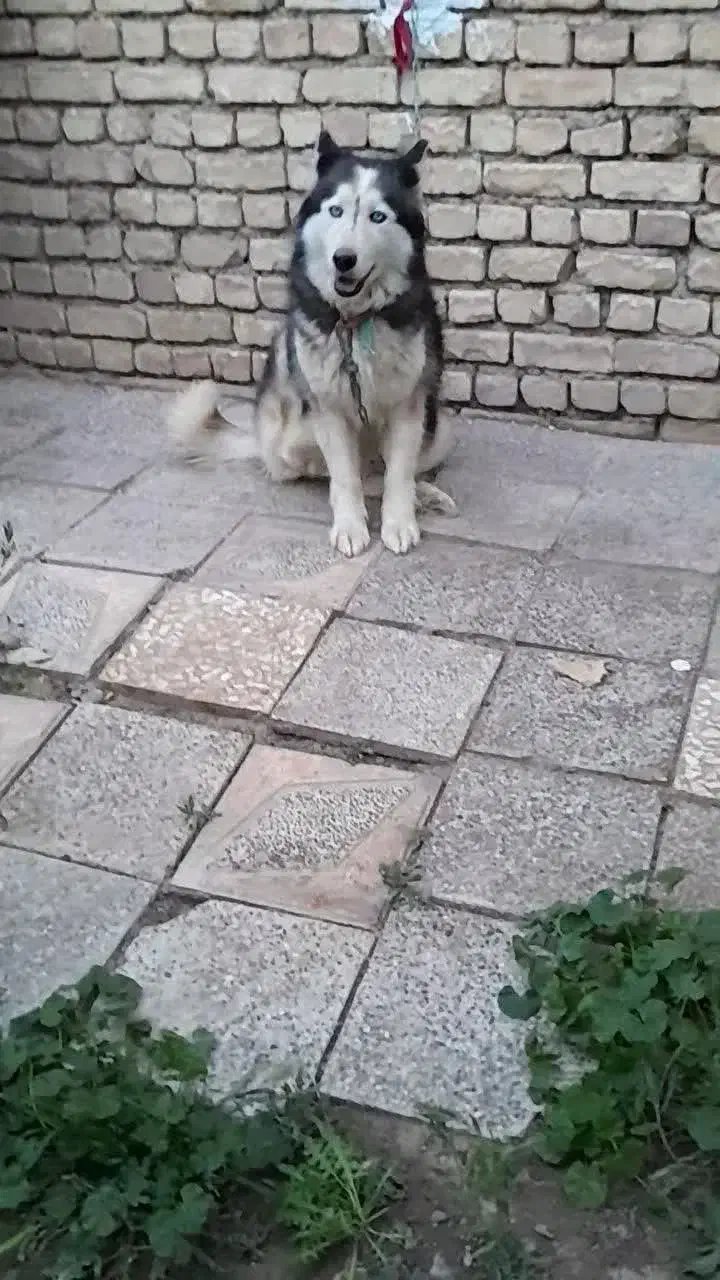 واگذاری سگ هاسکی|سگ|فلاورجان, |دیوار