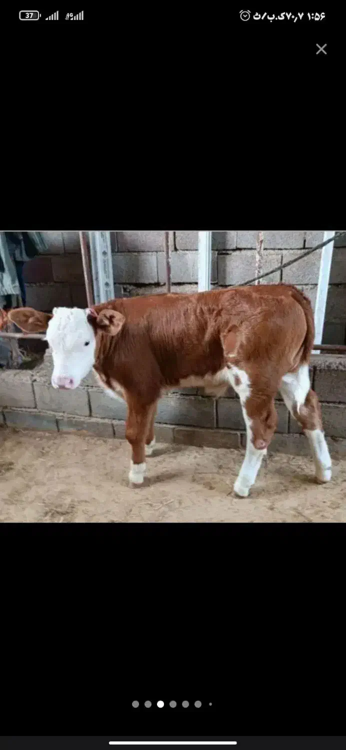 انواع گوساله در وزن های مختلف نر و ماده|حیوانات مزرعه|آبگرم, |دیوار