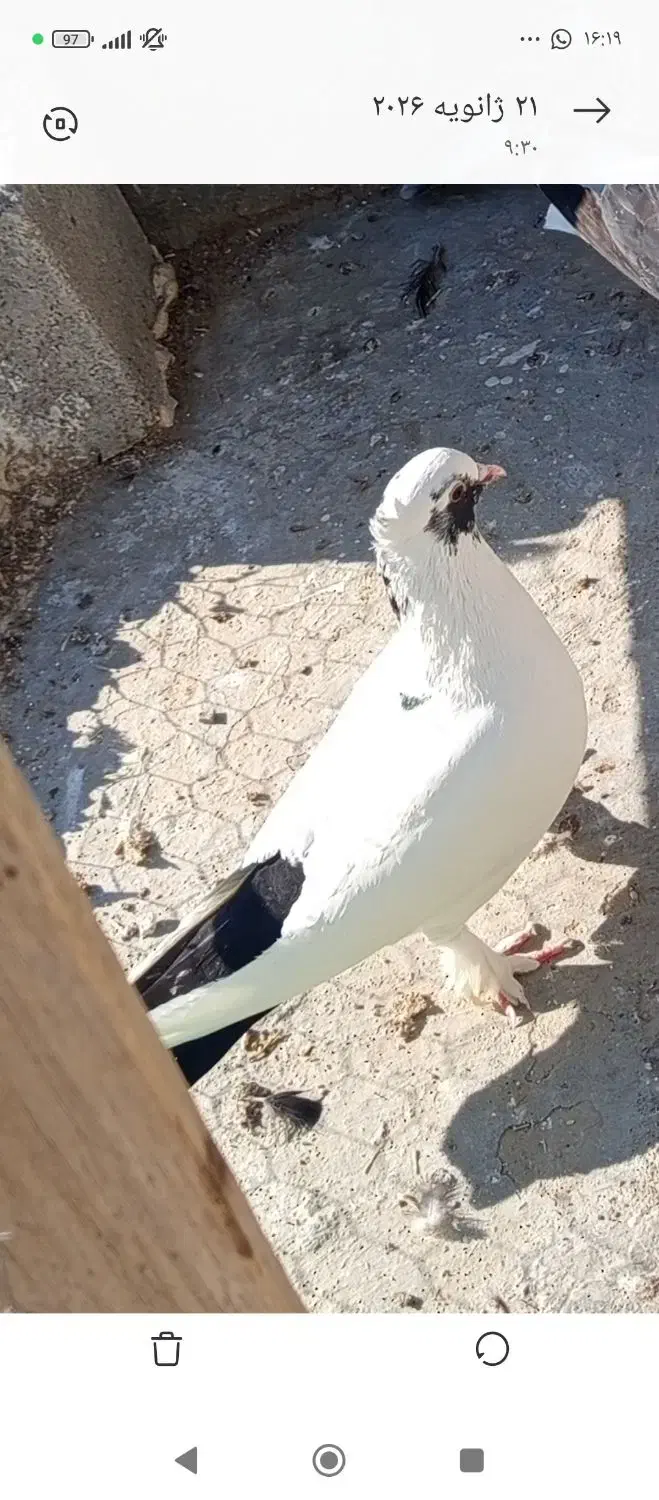 دمسیاه|حیوانات|بهبهان, |دیوار