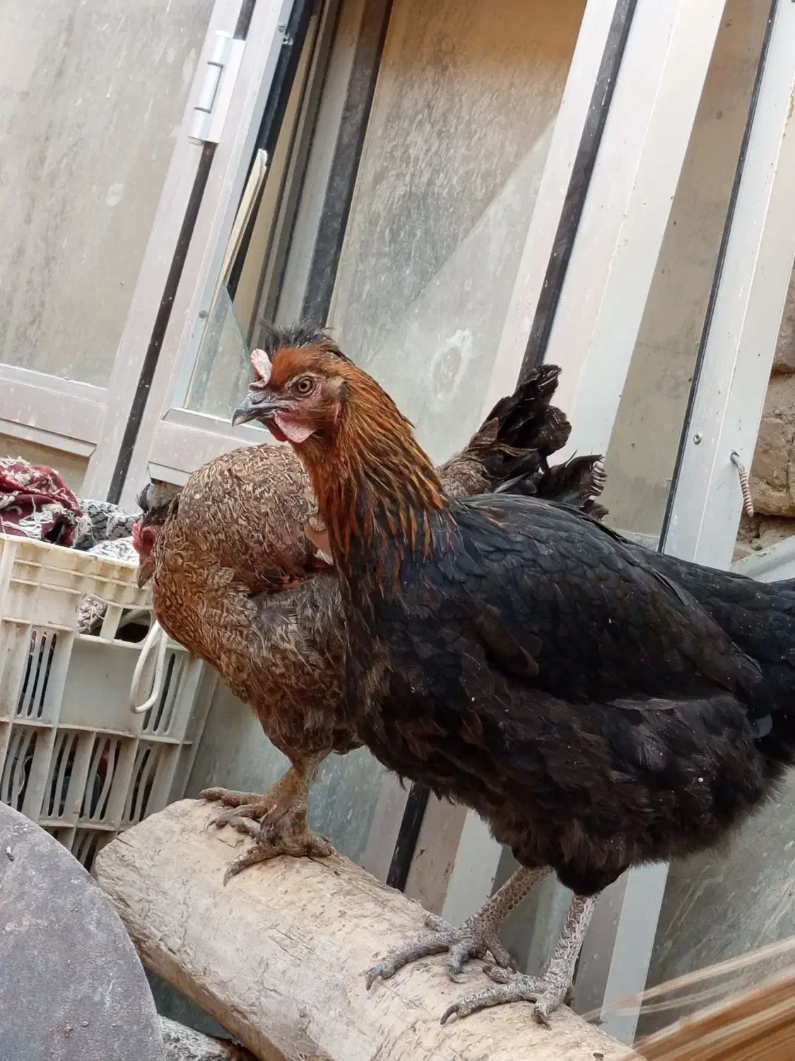 مرغ محلی پاسیاه|حیوانات مزرعه|ششده و قره بلاغ, |دیوار