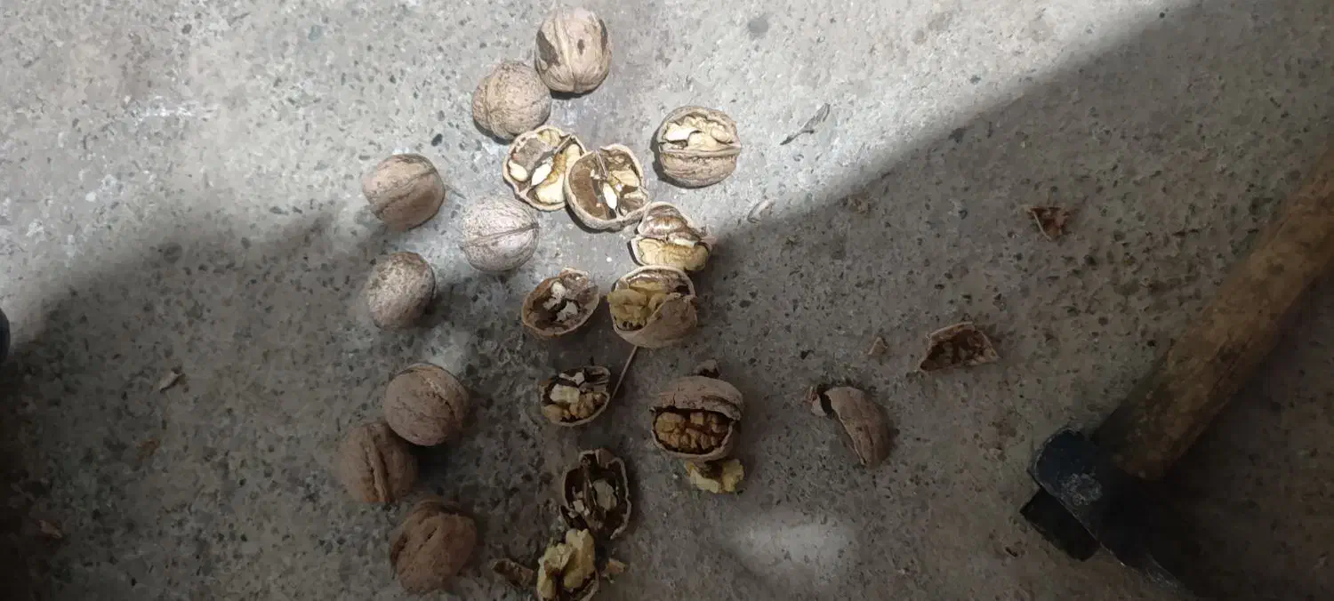 گردو محلی پر چرب|خوردنی و آشامیدنی|نمشیر, |دیوار