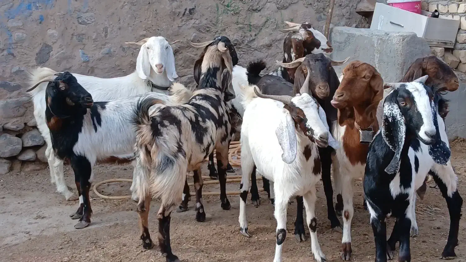 بز آبستن|حیوانات مزرعه|کاشمر, |دیوار