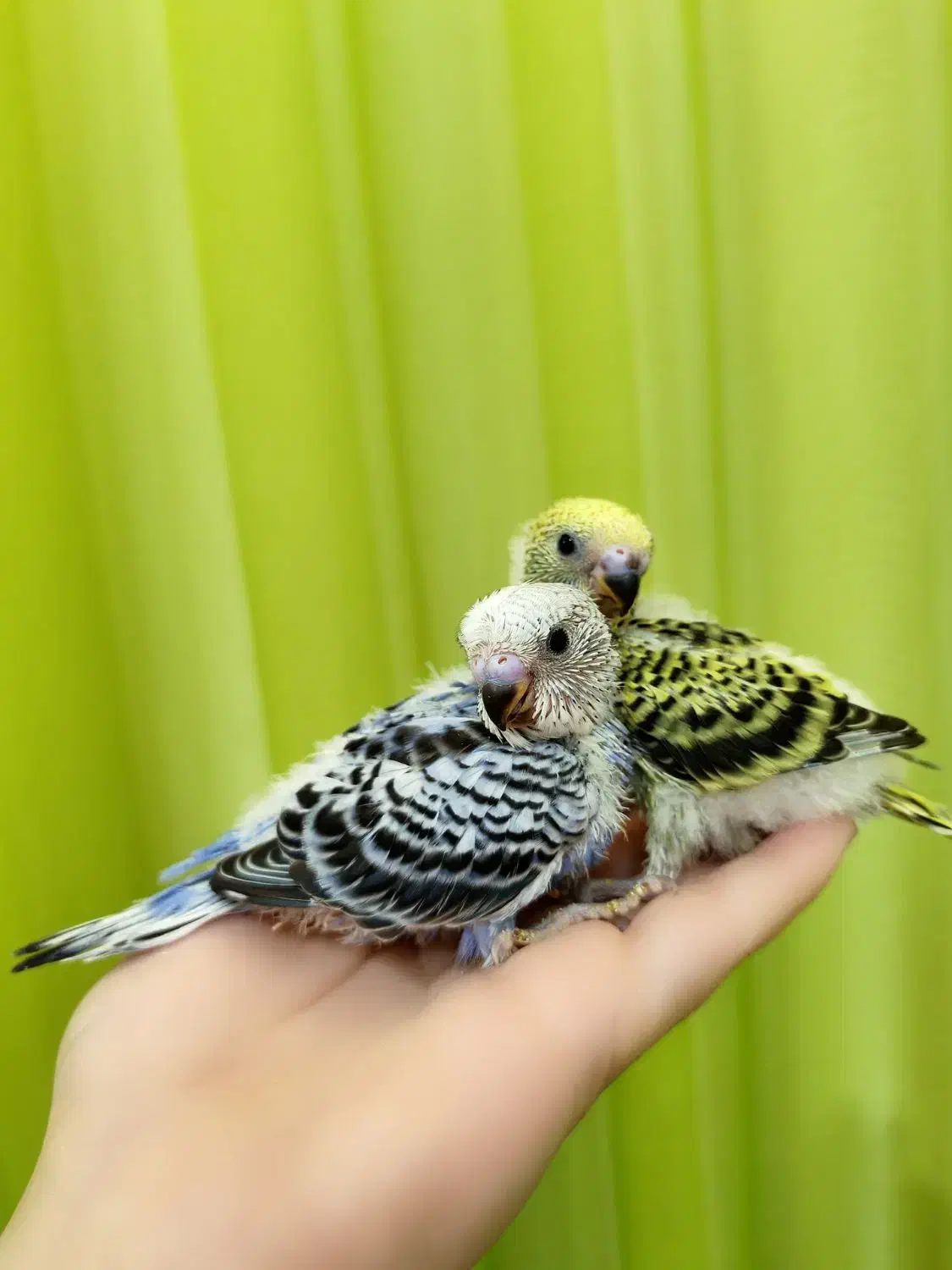 جوجه مرغ عشق دستی و بازیگوش|پرنده|نیشابور, شهرک اندیشه|دیوار