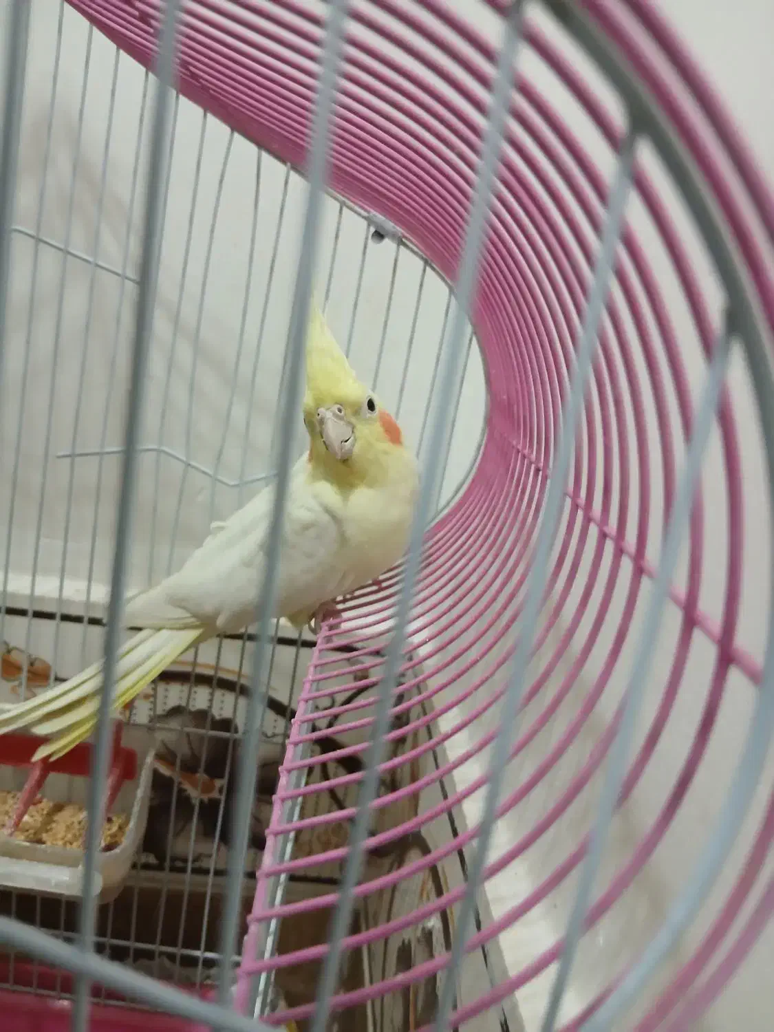 عروس هلندی با قفس|پرنده|تاکستان, |دیوار