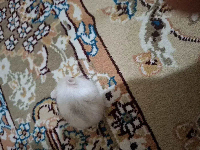 همستر  کمپل|موش و خرگوش|تهران, شهرک فردوس (حسینی)|دیوار