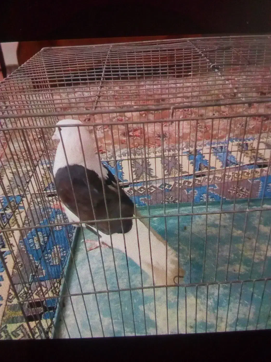 کفتر|پرنده|تهران, وردآورد|دیوار