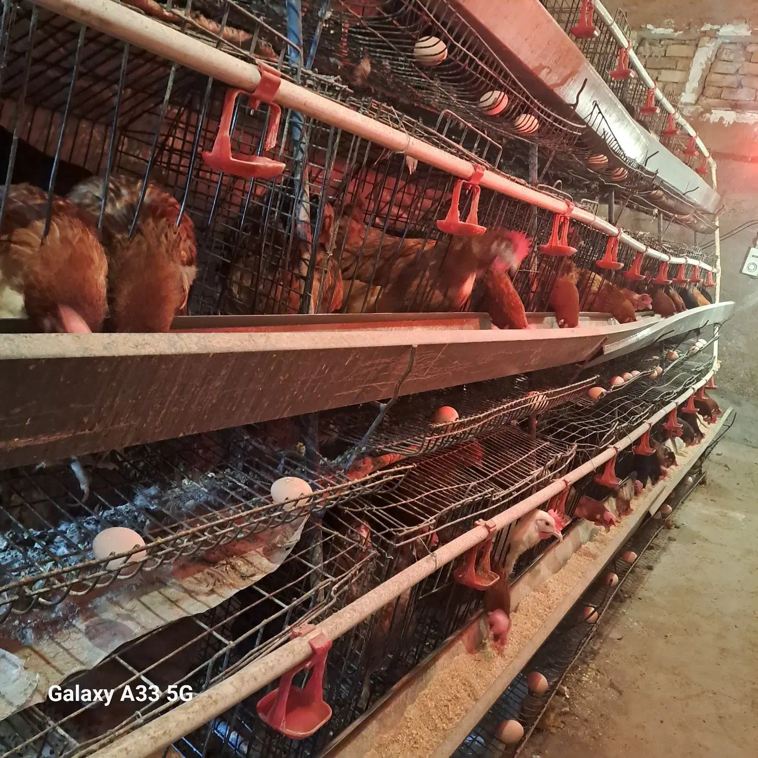 مرغ بومی گلپایگان|حیوانات مزرعه|فریدونشهر, |دیوار