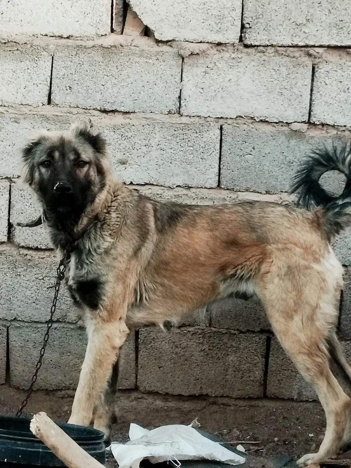 سگ  سرابی|حیوانات|رفسنجان, |دیوار