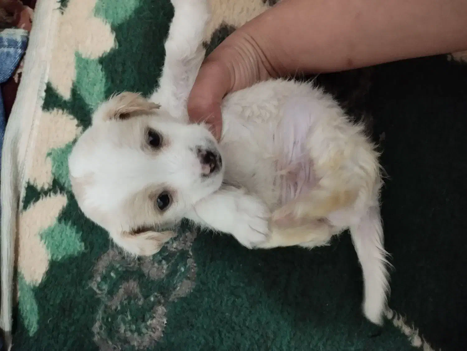 سگ فنجونی|سگ|پیشوا, |دیوار