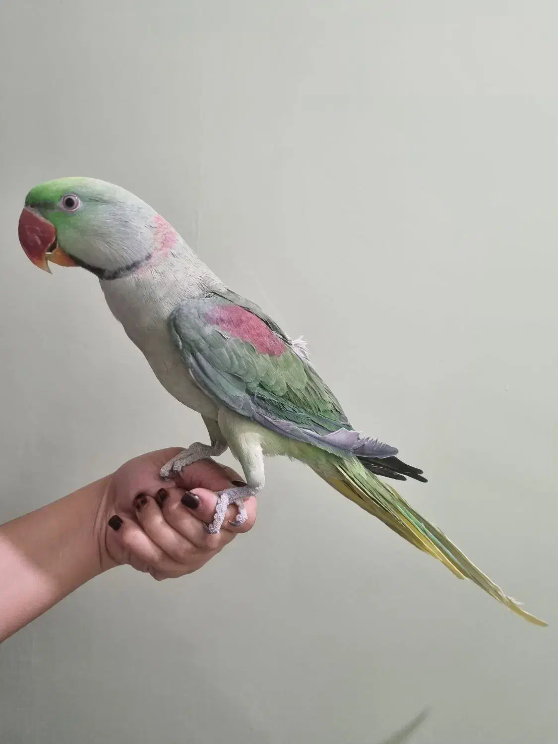 شاه طوطی|پرنده|پاکدشت, پاکدشت (مامازند)|دیوار