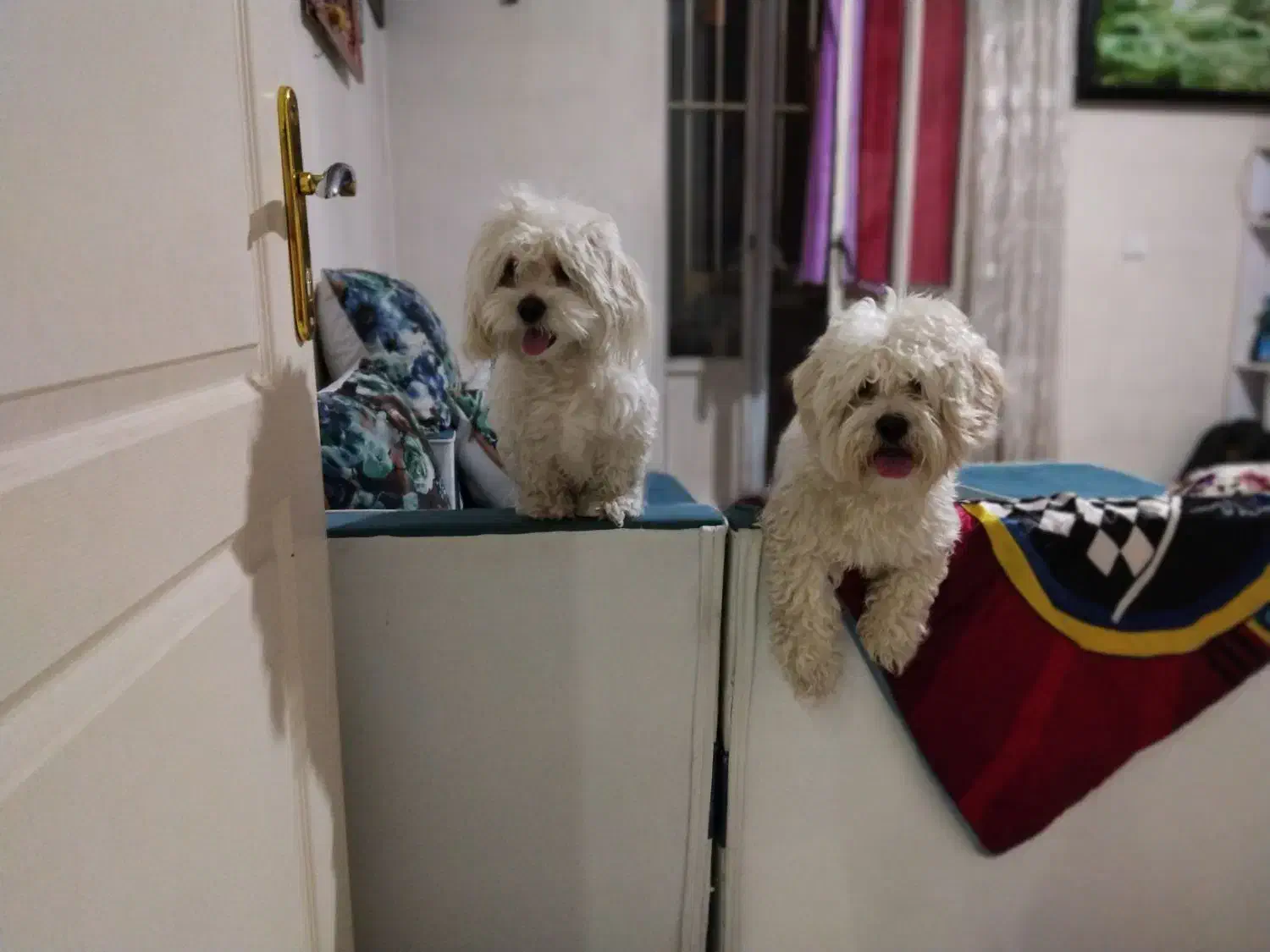 شیتزو کراس|سگ|کرج, باغستان|دیوار